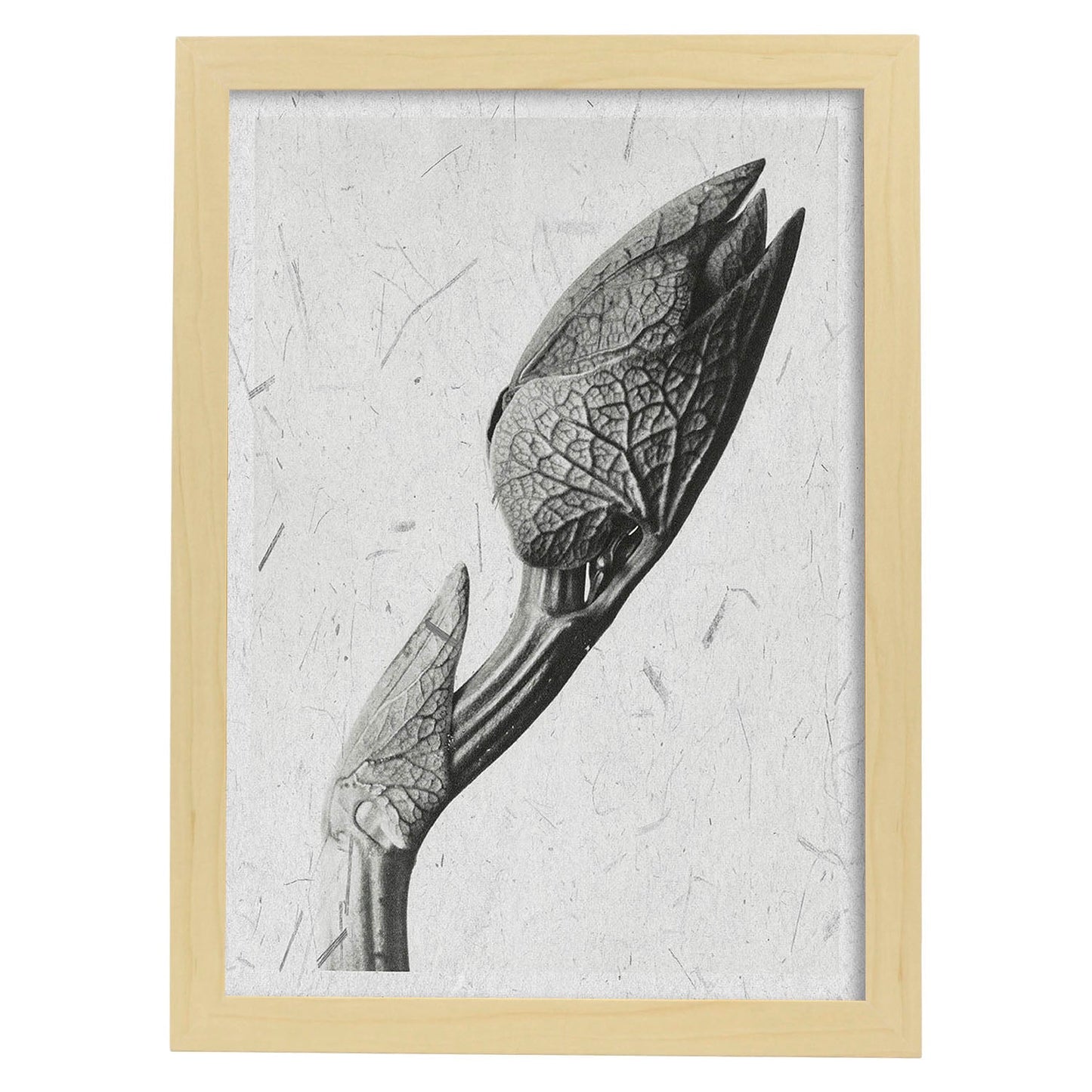 Lámina Planta blanco y negro 31. Pósters con ilustraciones de flores y plantas en tonos grises.-Artwork-Nacnic-A4-Marco Madera clara-Nacnic Estudio SL