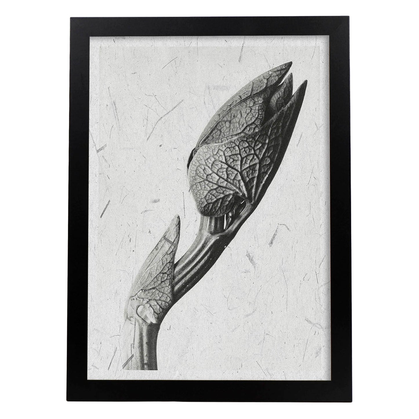 Lámina Planta blanco y negro 31. Pósters con ilustraciones de flores y plantas en tonos grises.-Artwork-Nacnic-A4-Marco Negro-Nacnic Estudio SL