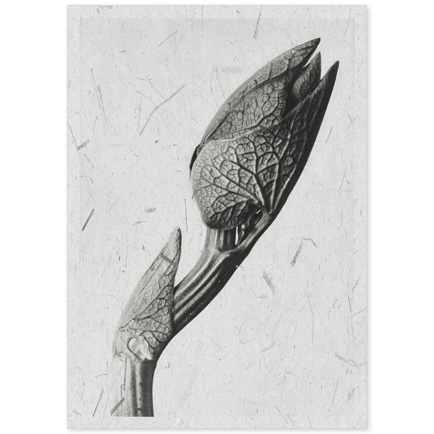 Lámina Planta blanco y negro 31. Pósters con ilustraciones de flores y plantas en tonos grises.-Artwork-Nacnic-A4-Sin marco-Nacnic Estudio SL