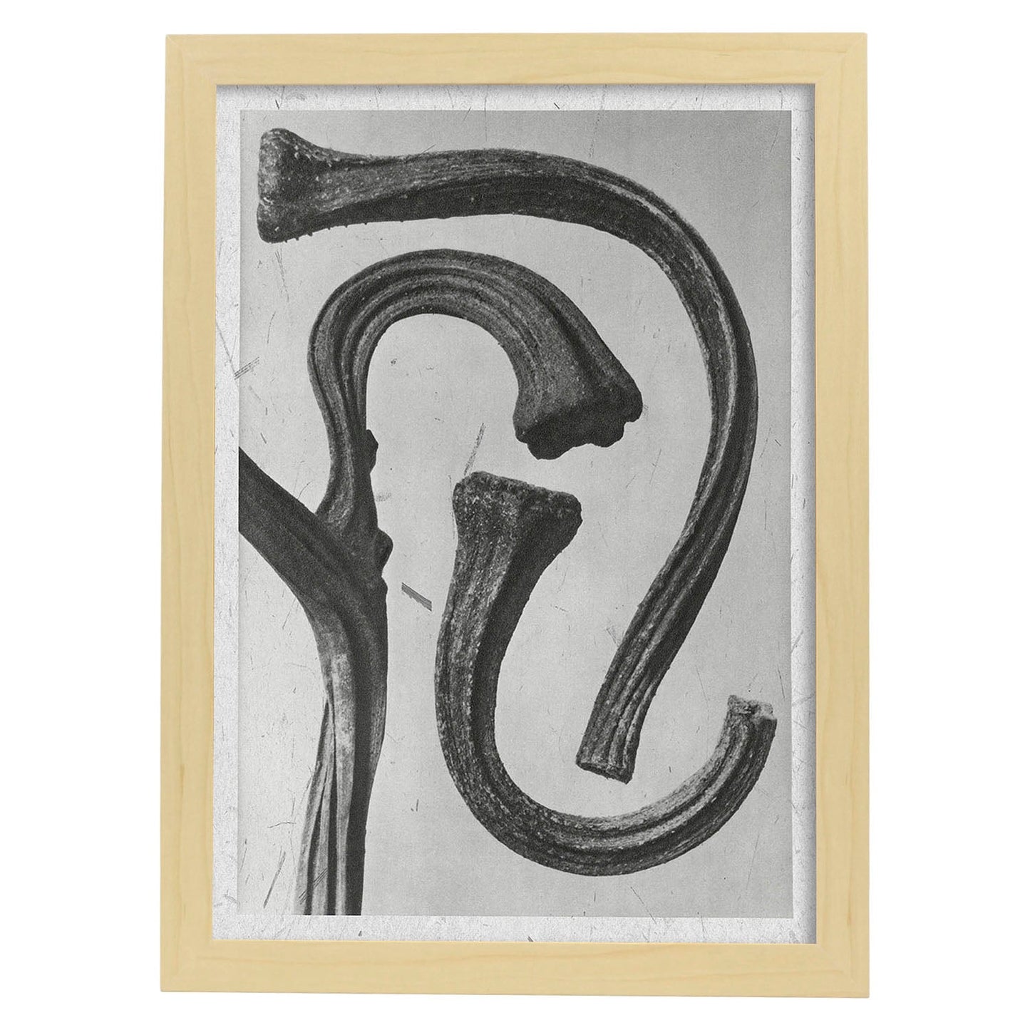 Lámina Planta blanco y negro 32. Pósters con ilustraciones de flores y plantas en tonos grises.-Artwork-Nacnic-A3-Marco Madera clara-Nacnic Estudio SL