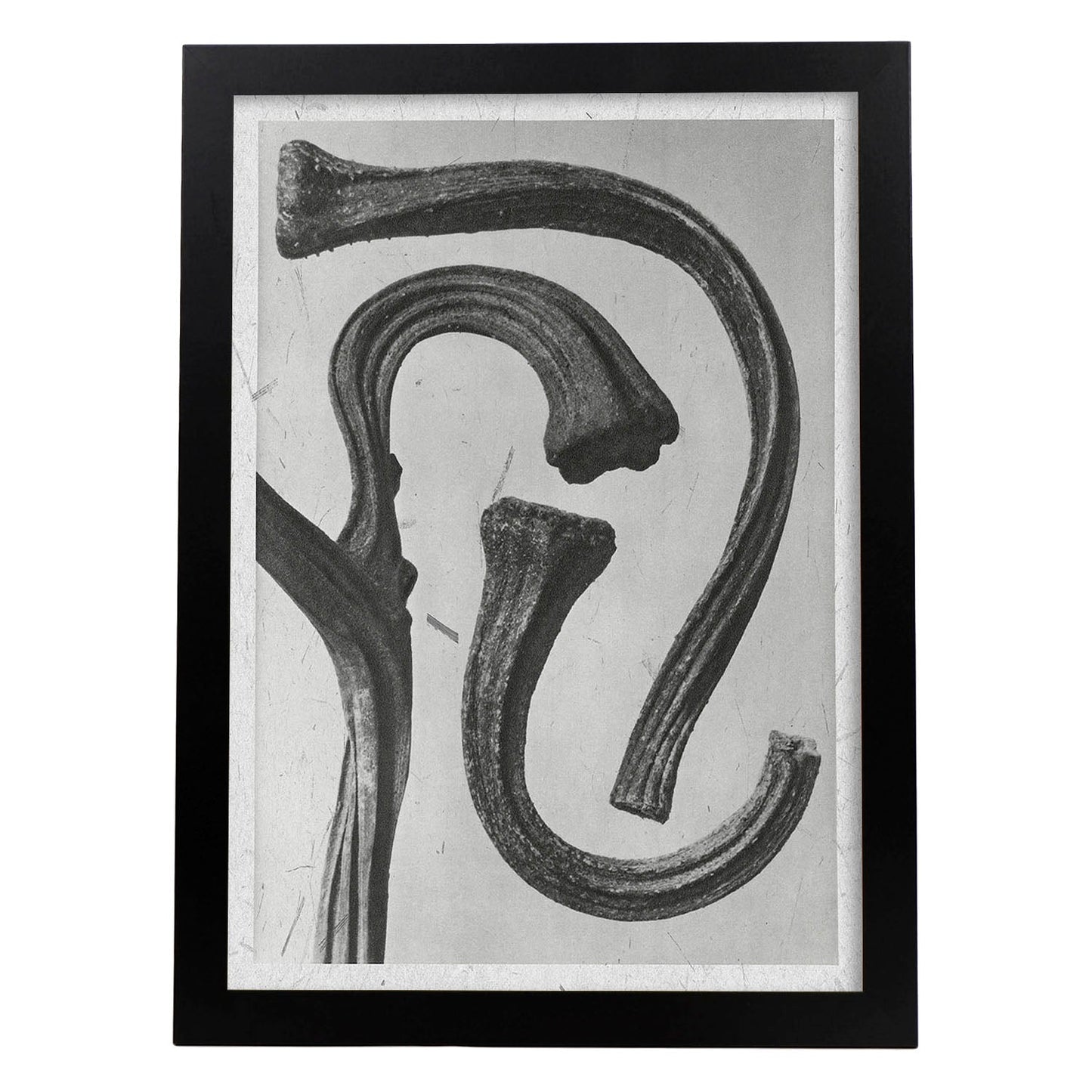 Lámina Planta blanco y negro 32. Pósters con ilustraciones de flores y plantas en tonos grises.-Artwork-Nacnic-A3-Marco Negro-Nacnic Estudio SL