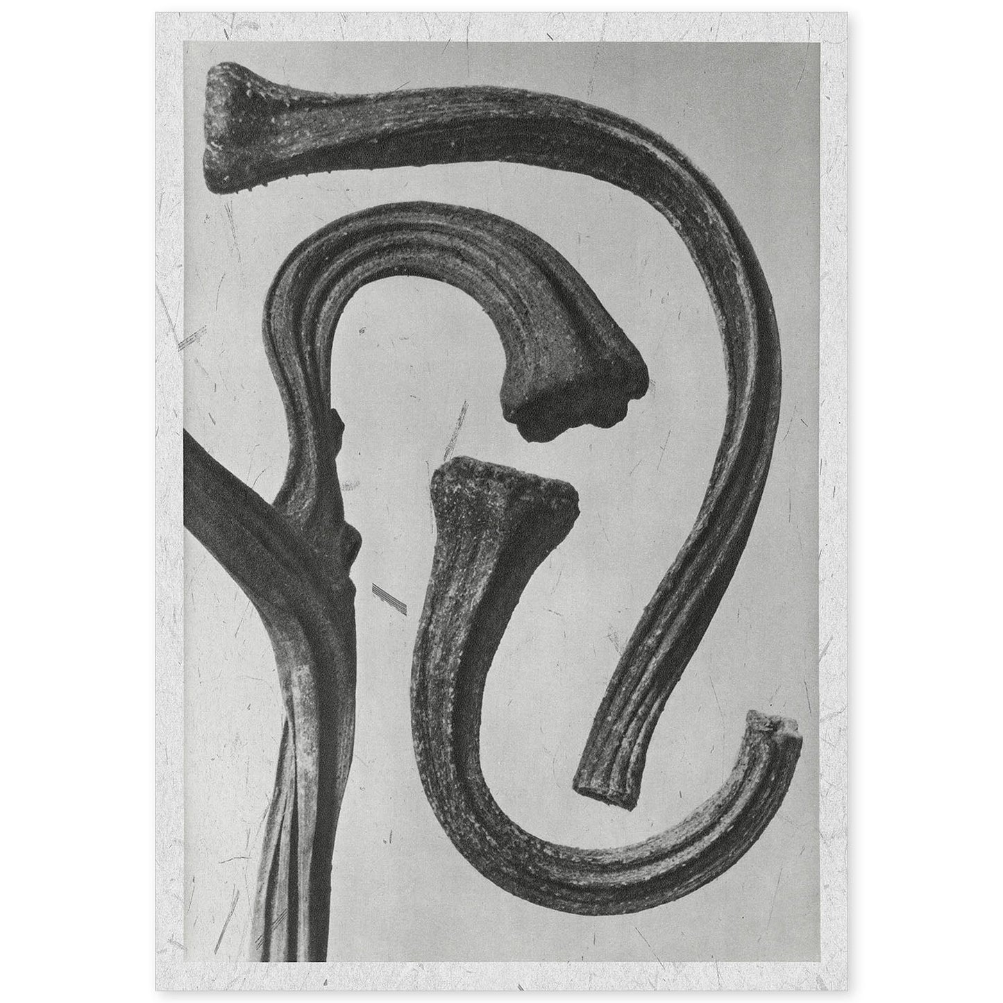 Lámina Planta blanco y negro 32. Pósters con ilustraciones de flores y plantas en tonos grises.-Artwork-Nacnic-A4-Sin marco-Nacnic Estudio SL