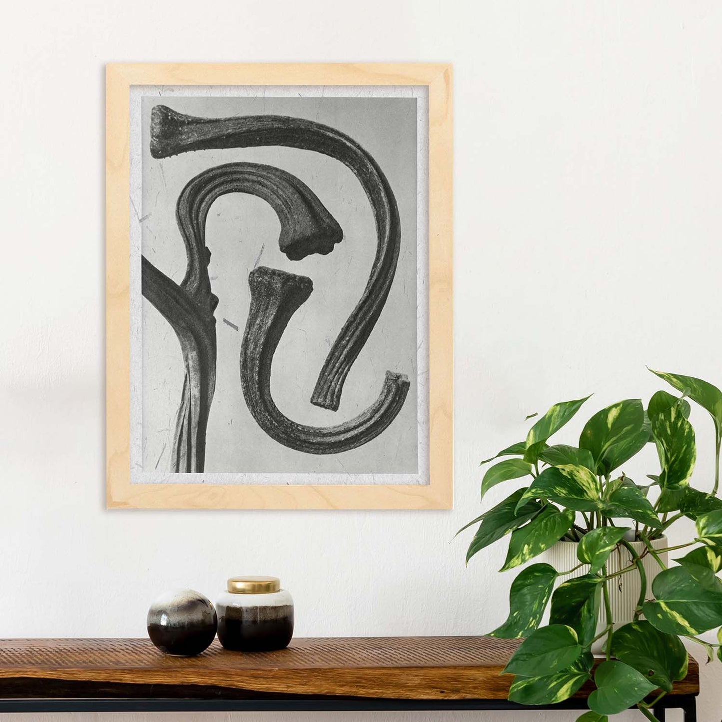 Lámina Planta blanco y negro 32. Pósters con ilustraciones de flores y plantas en tonos grises.-Artwork-Nacnic-Nacnic Estudio SL