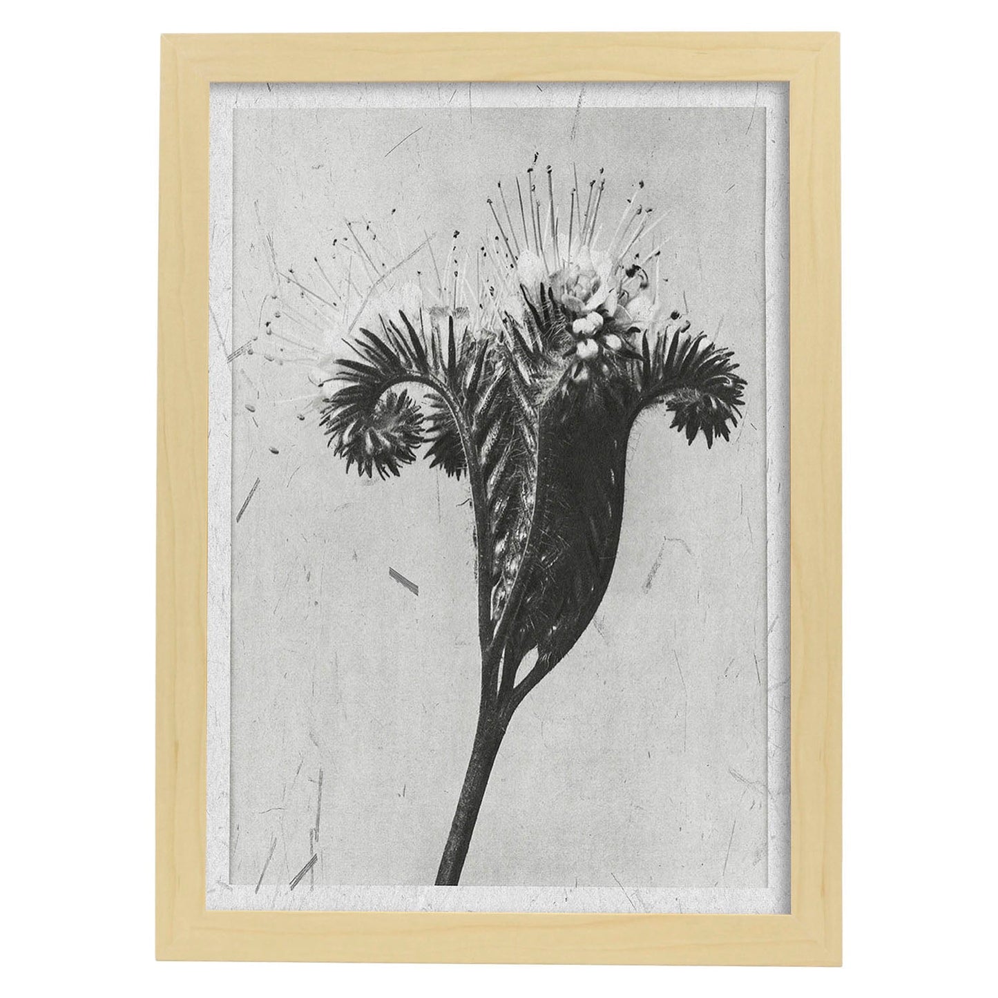 Lámina Planta blanco y negro 33. Pósters con ilustraciones de flores y plantas en tonos grises.-Artwork-Nacnic-A3-Marco Madera clara-Nacnic Estudio SL