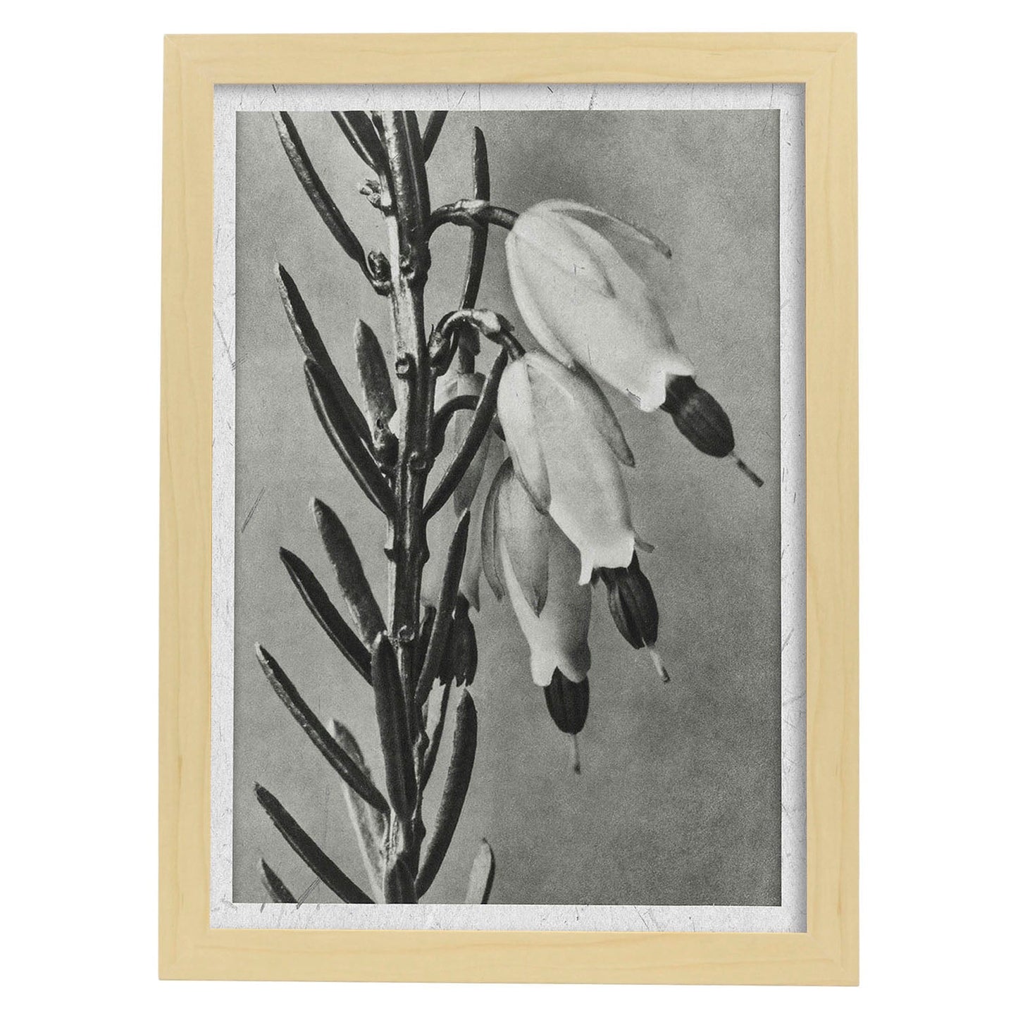 Lámina Planta blanco y negro 34. Pósters con ilustraciones de flores y plantas en tonos grises.-Artwork-Nacnic-A4-Marco Madera clara-Nacnic Estudio SL