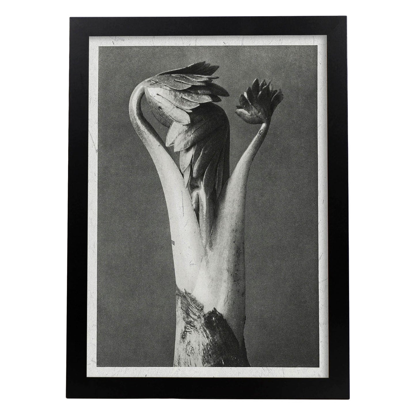 Lámina Planta blanco y negro 35. Pósters con ilustraciones de flores y plantas en tonos grises.-Artwork-Nacnic-A3-Marco Negro-Nacnic Estudio SL