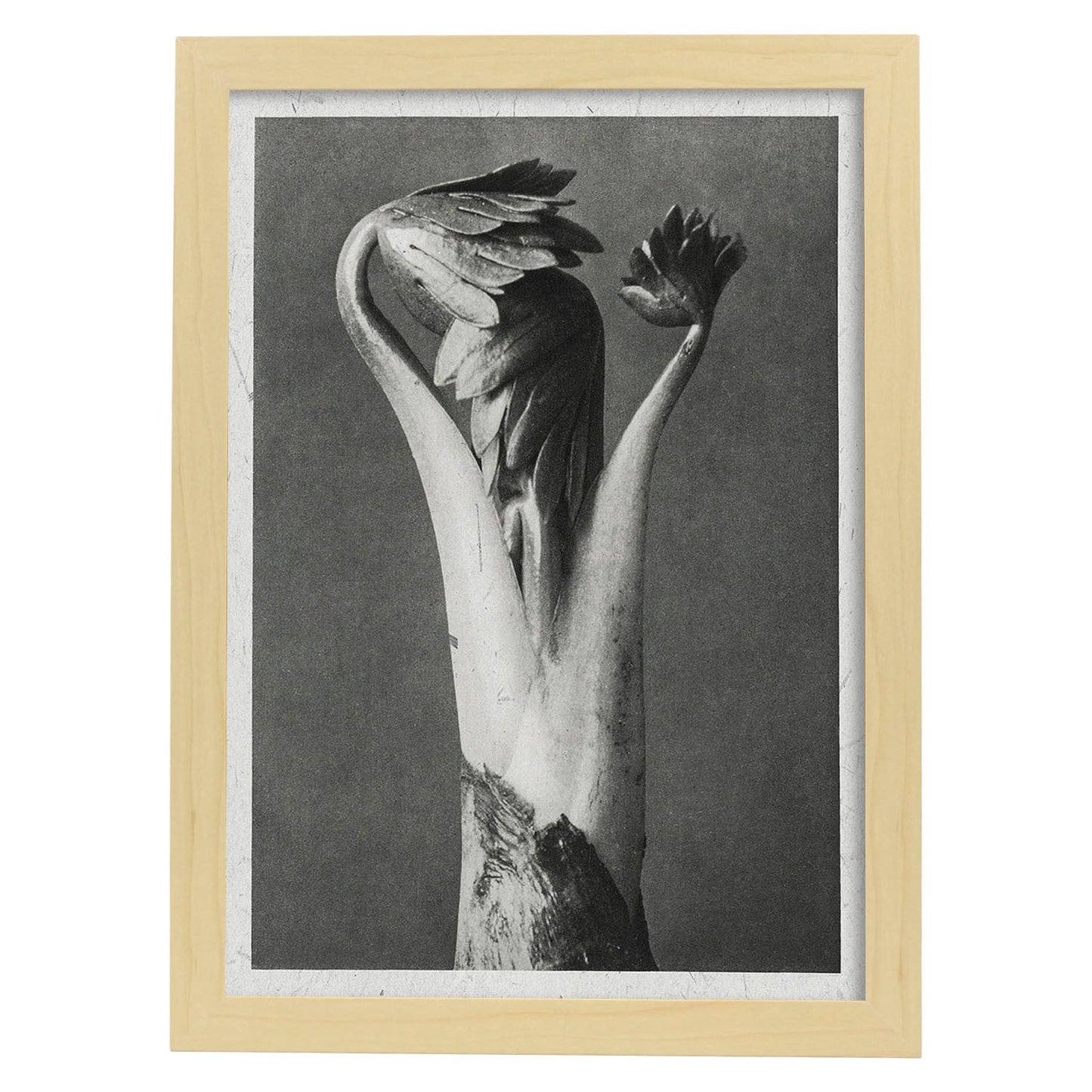 Lámina Planta blanco y negro 35. Pósters con ilustraciones de flores y plantas en tonos grises.-Artwork-Nacnic-A4-Marco Madera clara-Nacnic Estudio SL