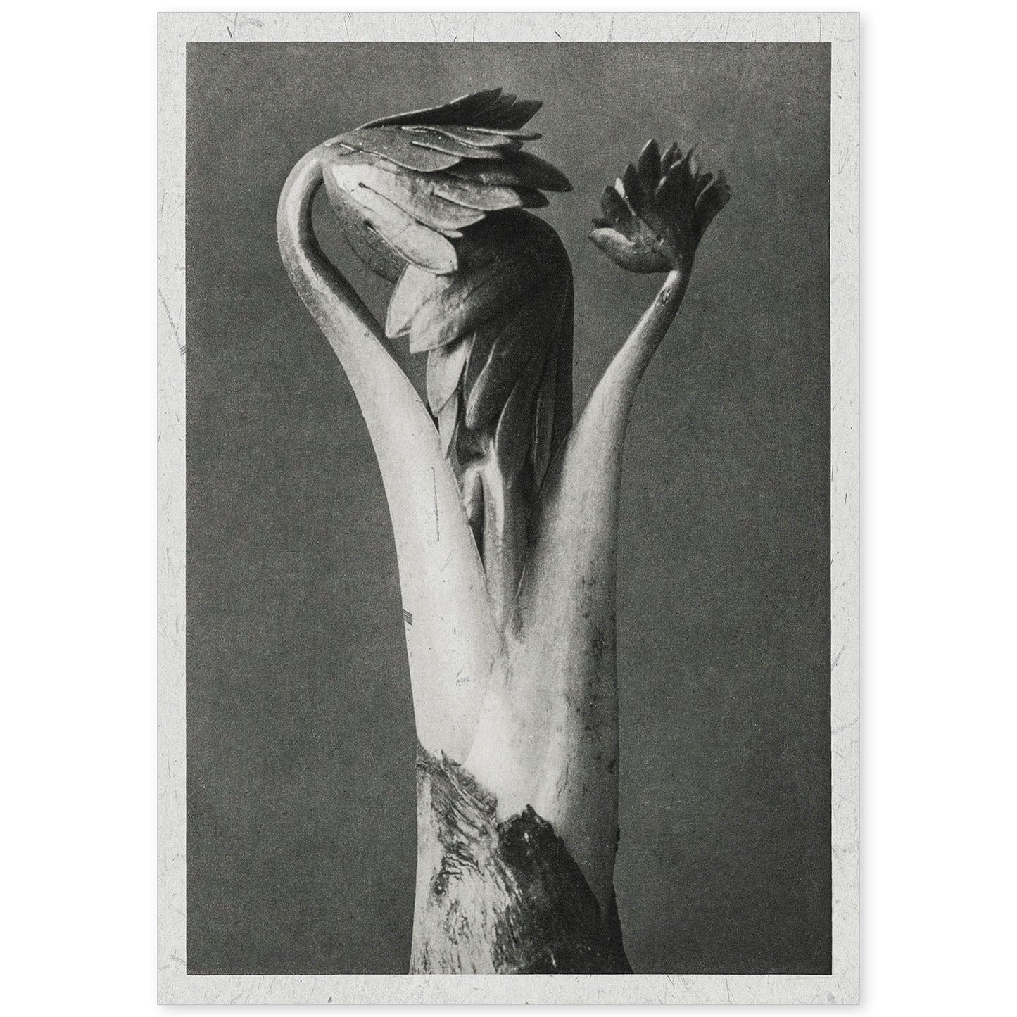 Lámina Planta blanco y negro 35. Pósters con ilustraciones de flores y plantas en tonos grises.-Artwork-Nacnic-A4-Sin marco-Nacnic Estudio SL