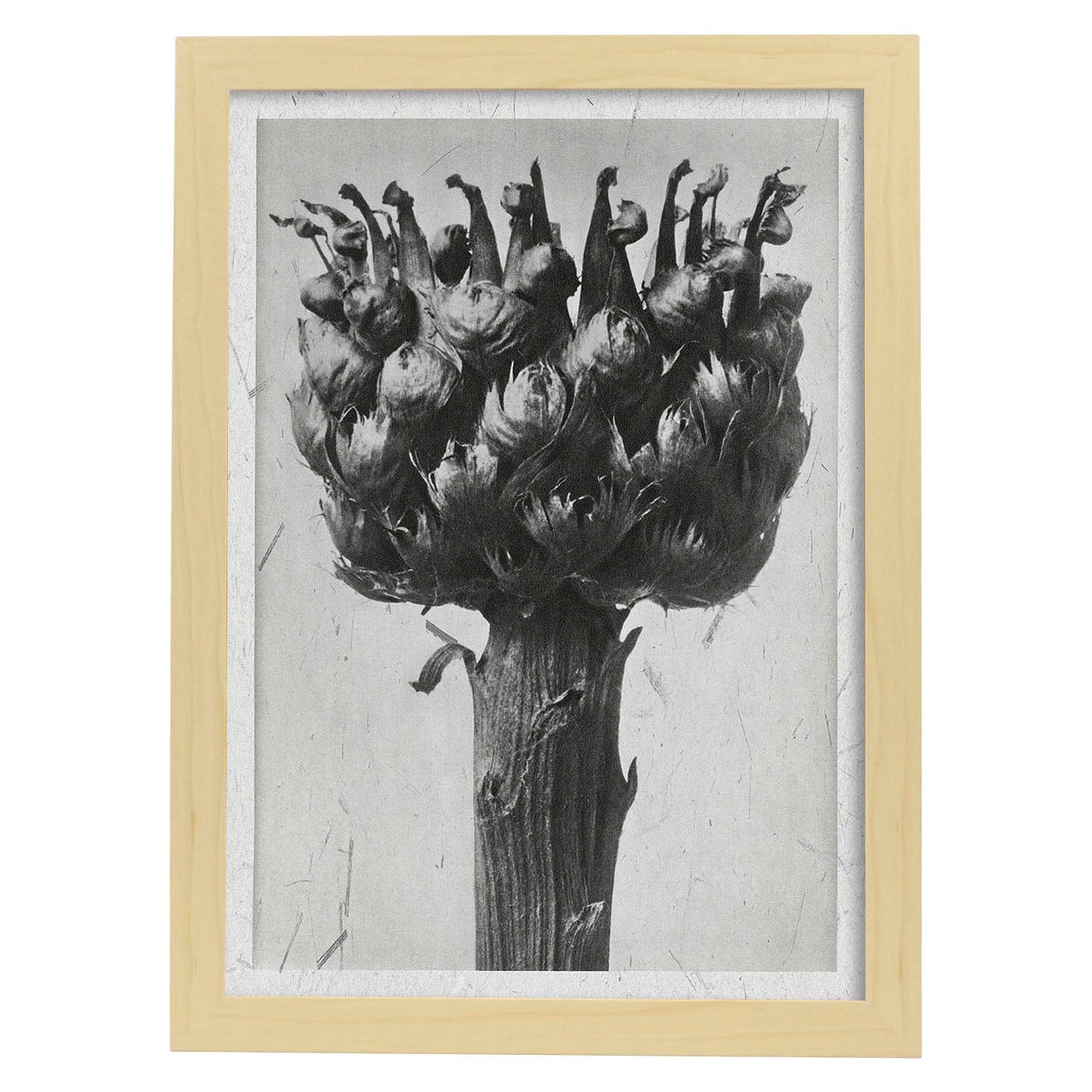 Lámina Planta blanco y negro 37. Pósters con ilustraciones de flores y plantas en tonos grises.-Artwork-Nacnic-A3-Marco Madera clara-Nacnic Estudio SL