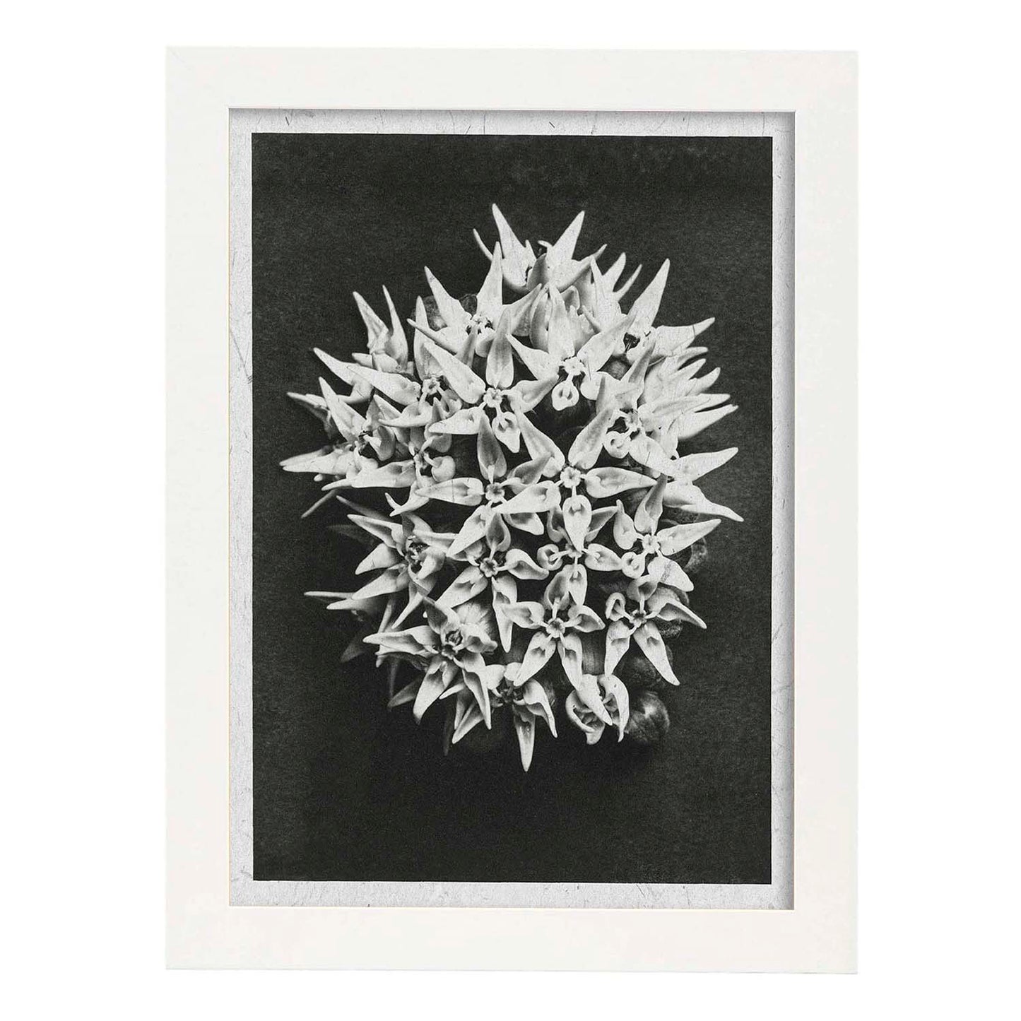 Lámina Planta blanco y negro 38. Pósters con ilustraciones de flores y plantas en tonos grises.-Artwork-Nacnic-A3-Marco Blanco-Nacnic Estudio SL