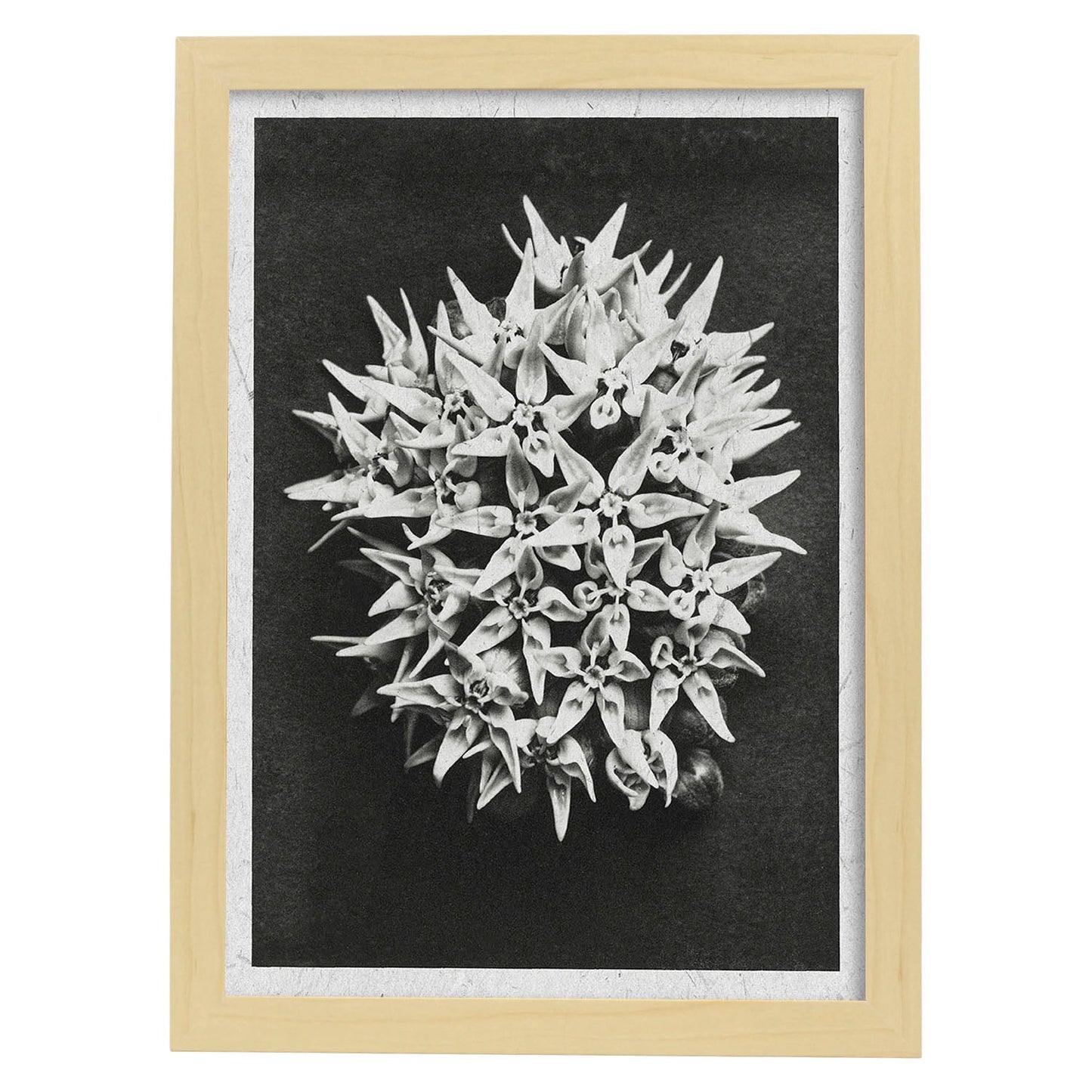Lámina Planta blanco y negro 38. Pósters con ilustraciones de flores y plantas en tonos grises.-Artwork-Nacnic-A4-Marco Madera clara-Nacnic Estudio SL