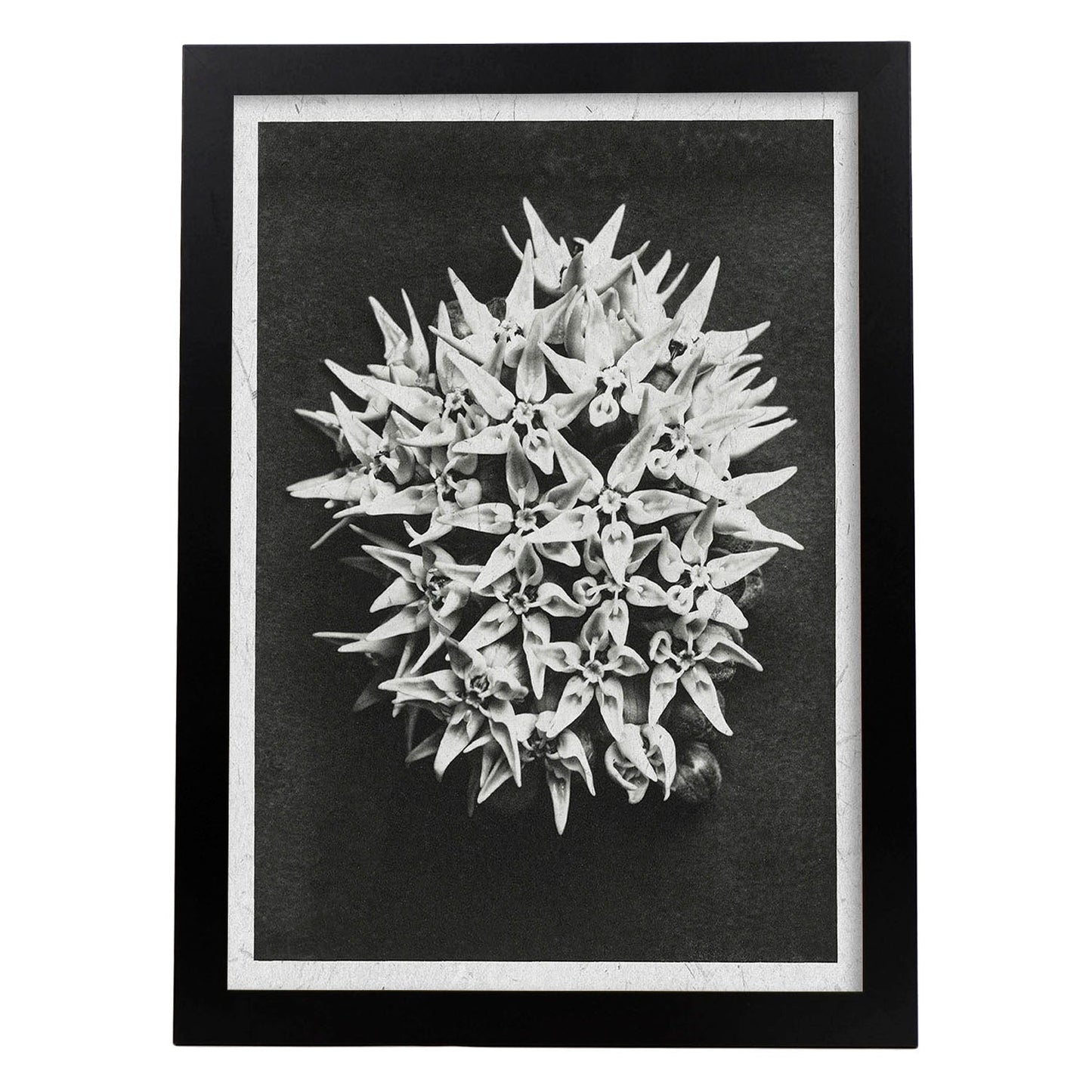 Lámina Planta blanco y negro 38. Pósters con ilustraciones de flores y plantas en tonos grises.-Artwork-Nacnic-A4-Marco Negro-Nacnic Estudio SL