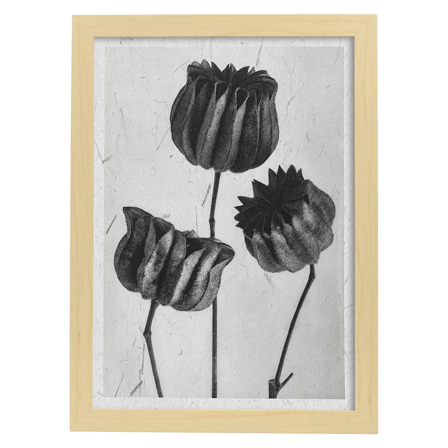 Lámina Planta blanco y negro 39. Pósters con ilustraciones de flores y plantas en tonos grises.-Artwork-Nacnic-A3-Marco Madera clara-Nacnic Estudio SL