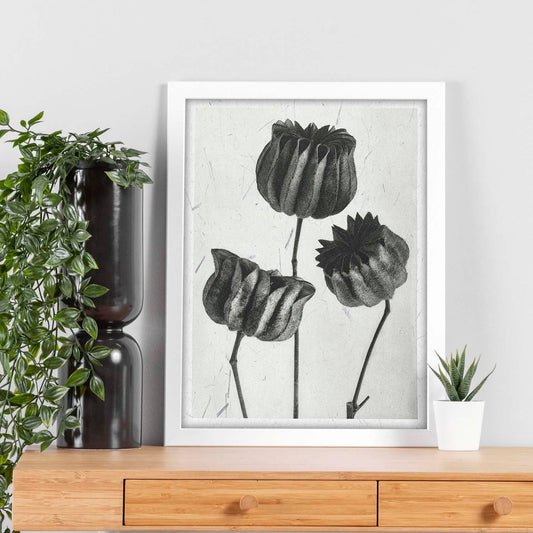 Lámina Planta blanco y negro 39. Pósters con ilustraciones de flores y plantas en tonos grises.-Artwork-Nacnic-Nacnic Estudio SL