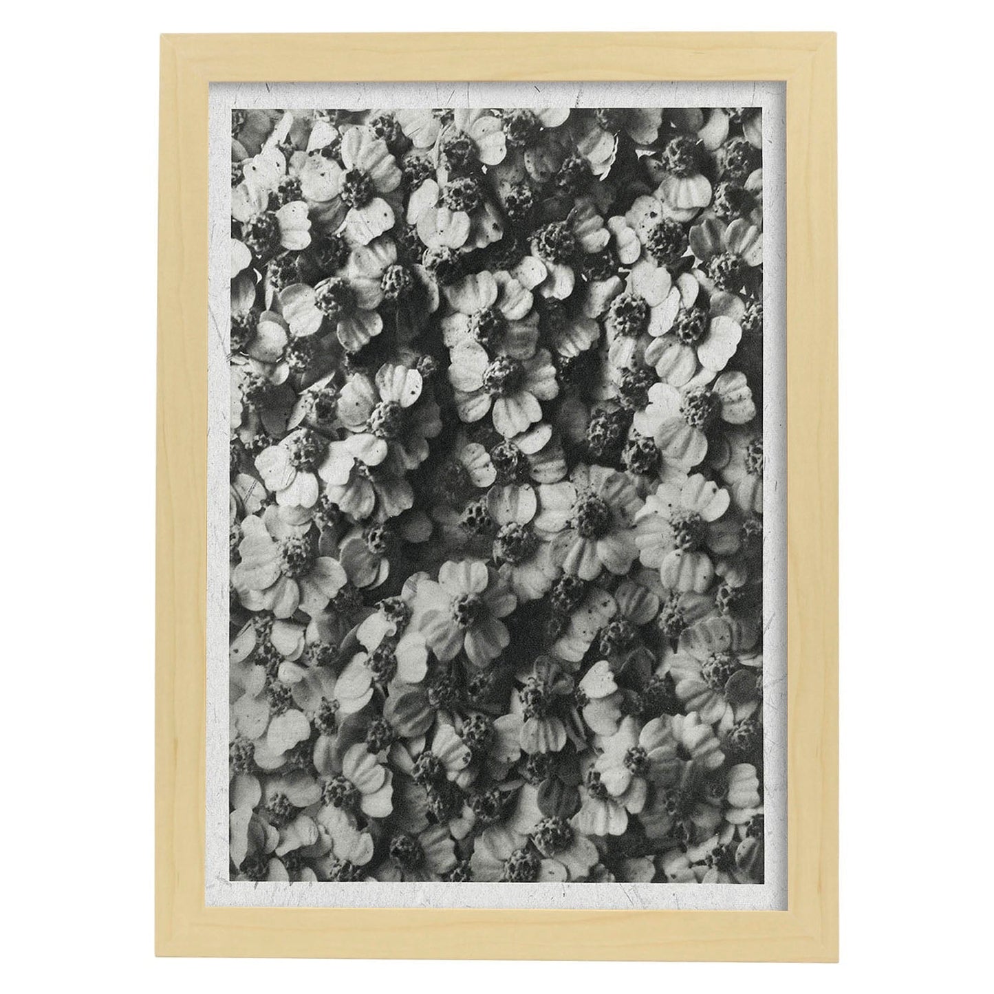 Lámina Planta blanco y negro 40. Pósters con ilustraciones de flores y plantas en tonos grises.-Artwork-Nacnic-A4-Marco Madera clara-Nacnic Estudio SL