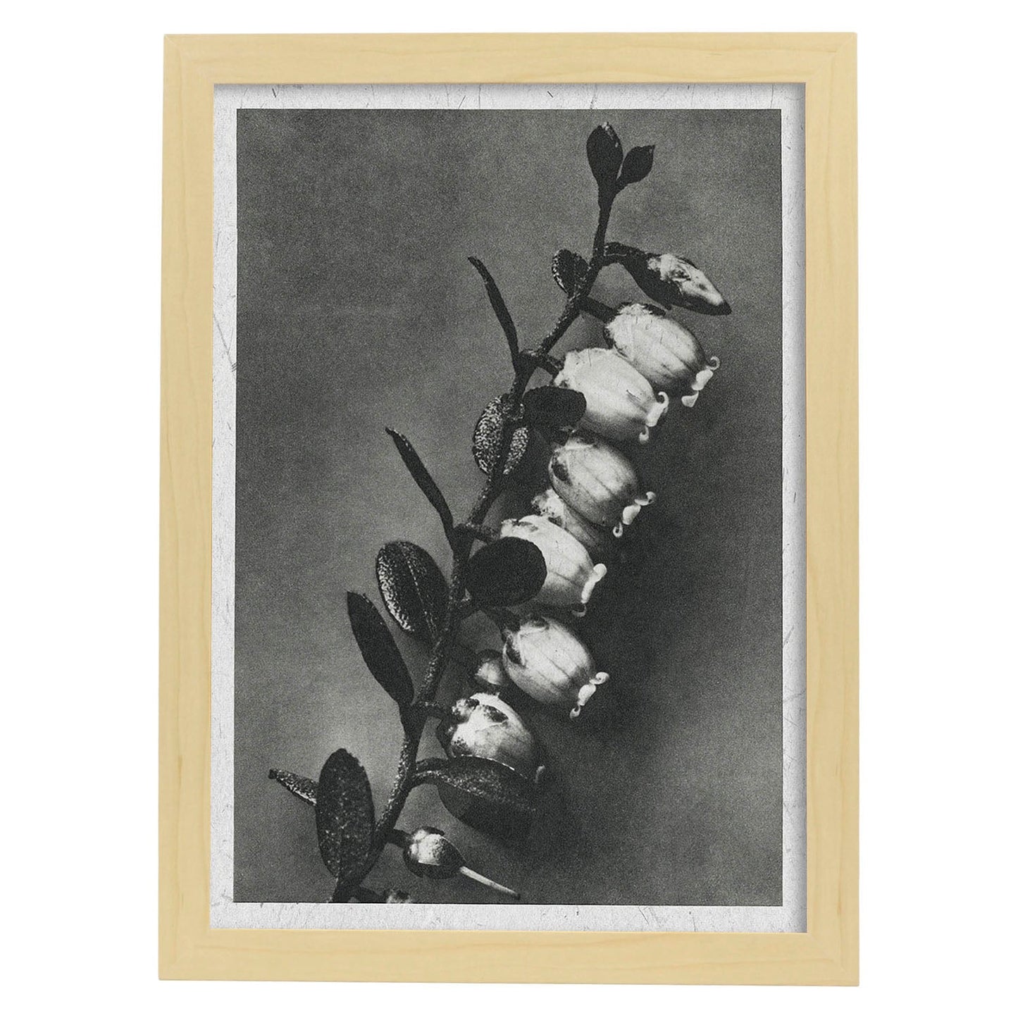 Lámina Planta blanco y negro 43. Pósters con ilustraciones de flores y plantas en tonos grises.-Artwork-Nacnic-A3-Marco Madera clara-Nacnic Estudio SL