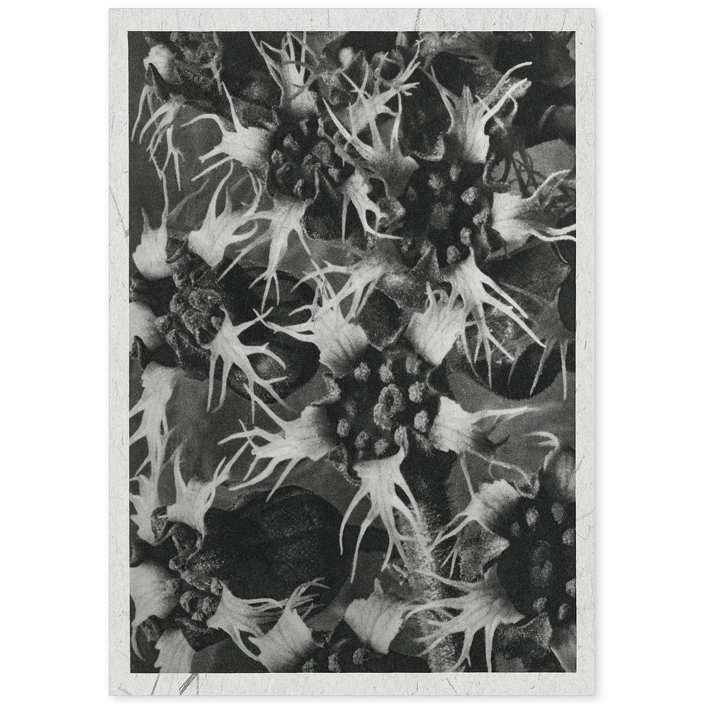 Lámina Planta blanco y negro 44. Pósters con ilustraciones de flores y plantas en tonos grises.-Artwork-Nacnic-A4-Sin marco-Nacnic Estudio SL