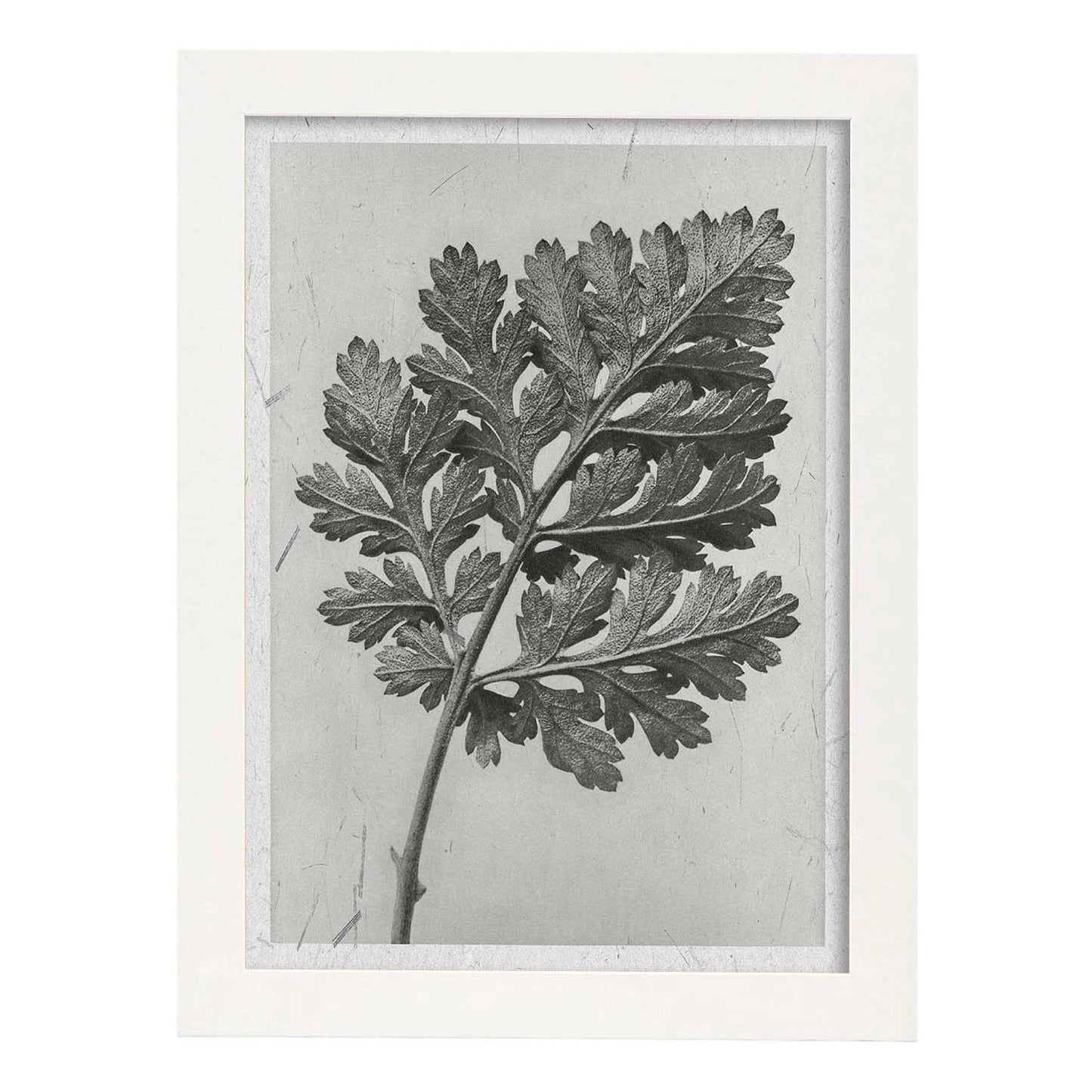 Lámina Planta blanco y negro 46. Pósters con ilustraciones de flores y plantas en tonos grises.-Artwork-Nacnic-A3-Marco Blanco-Nacnic Estudio SL