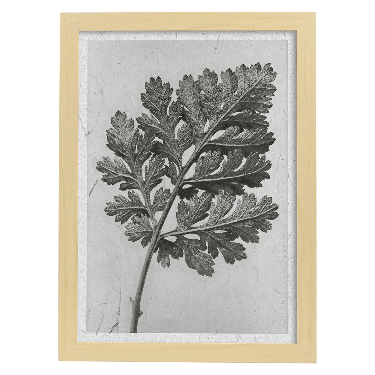 Lámina Planta blanco y negro 46. Pósters con ilustraciones de flores y plantas en tonos grises.-Artwork-Nacnic-A3-Marco Madera clara-Nacnic Estudio SL