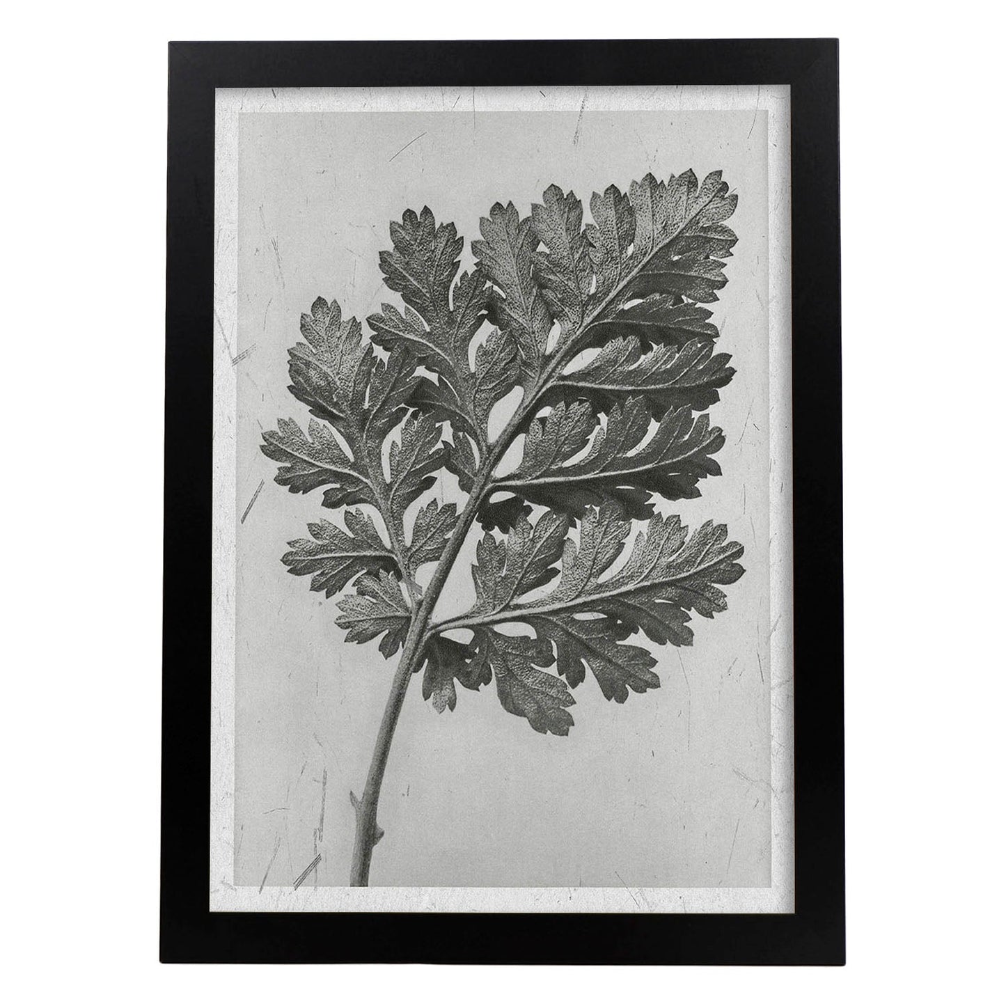 Lámina Planta blanco y negro 46. Pósters con ilustraciones de flores y plantas en tonos grises.-Artwork-Nacnic-A3-Marco Negro-Nacnic Estudio SL