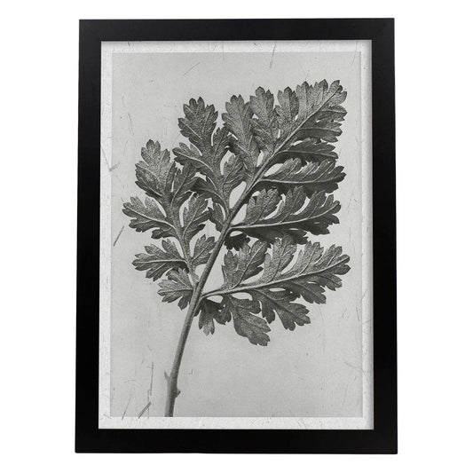 Lámina Planta blanco y negro 46. Pósters con ilustraciones de flores y plantas en tonos grises.-Artwork-Nacnic-A4-Marco Negro-Nacnic Estudio SL
