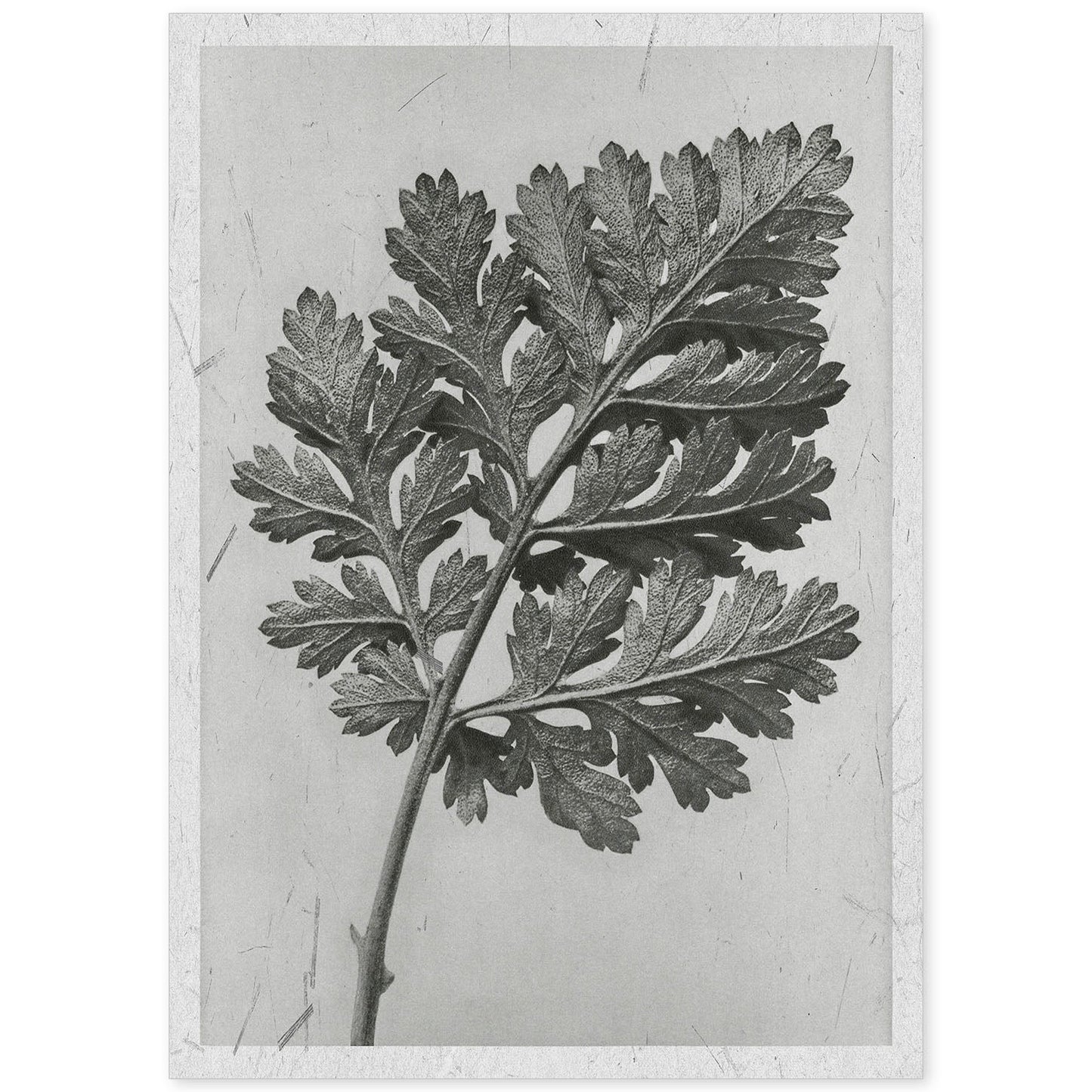 Lámina Planta blanco y negro 46. Pósters con ilustraciones de flores y plantas en tonos grises.-Artwork-Nacnic-A4-Sin marco-Nacnic Estudio SL