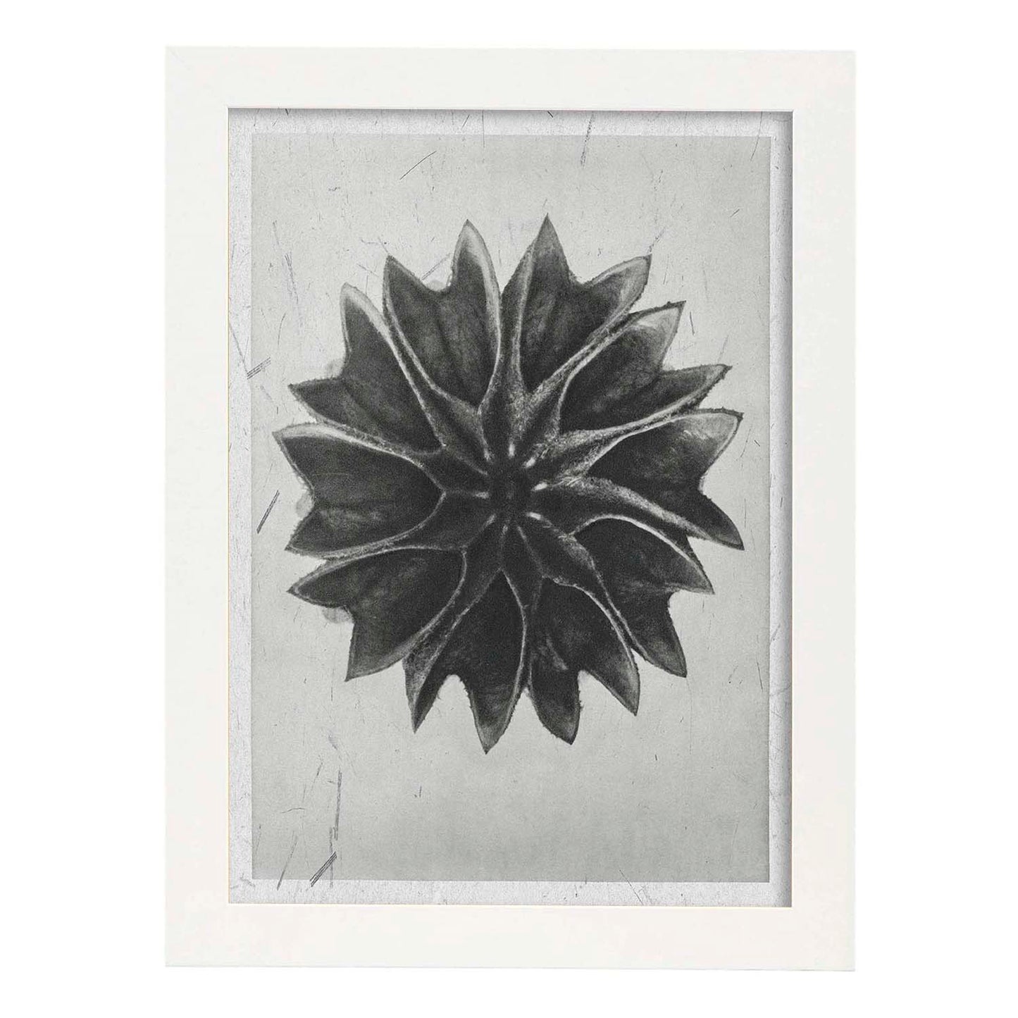 Lámina Planta blanco y negro 47. Pósters con ilustraciones de flores y plantas en tonos grises.-Artwork-Nacnic-A4-Marco Blanco-Nacnic Estudio SL