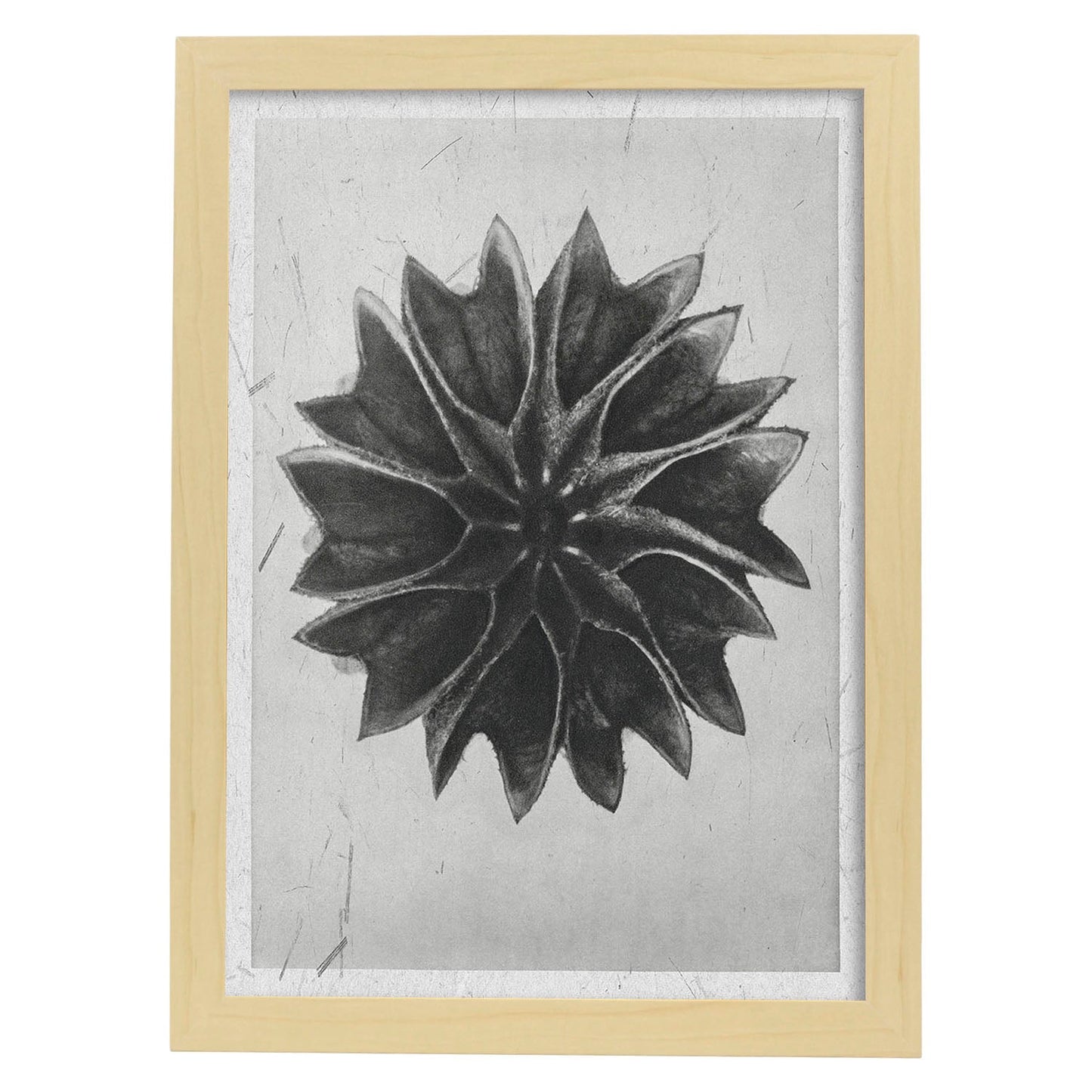 Lámina Planta blanco y negro 47. Pósters con ilustraciones de flores y plantas en tonos grises.-Artwork-Nacnic-A4-Marco Madera clara-Nacnic Estudio SL