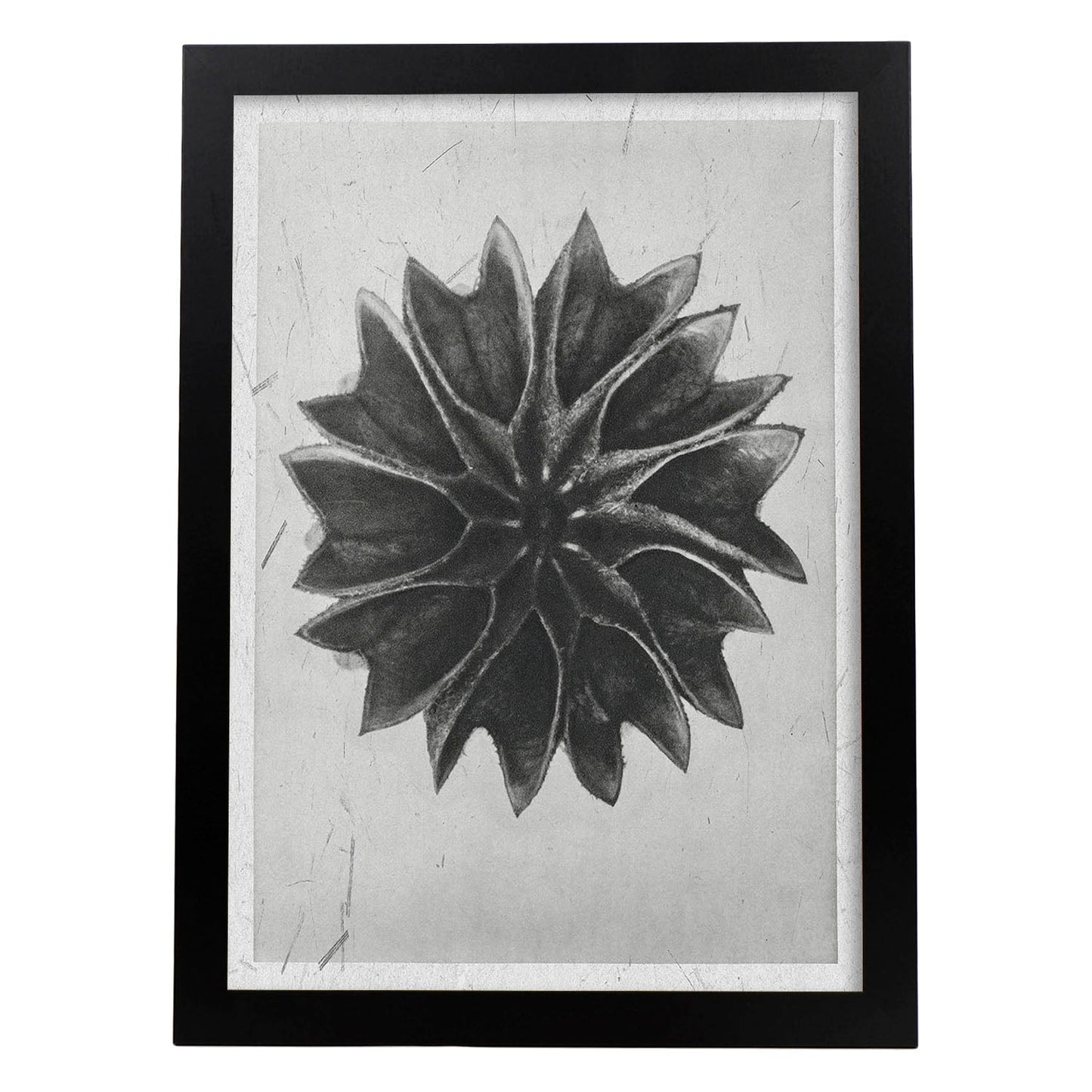 Lámina Planta blanco y negro 47. Pósters con ilustraciones de flores y plantas en tonos grises.-Artwork-Nacnic-A4-Marco Negro-Nacnic Estudio SL
