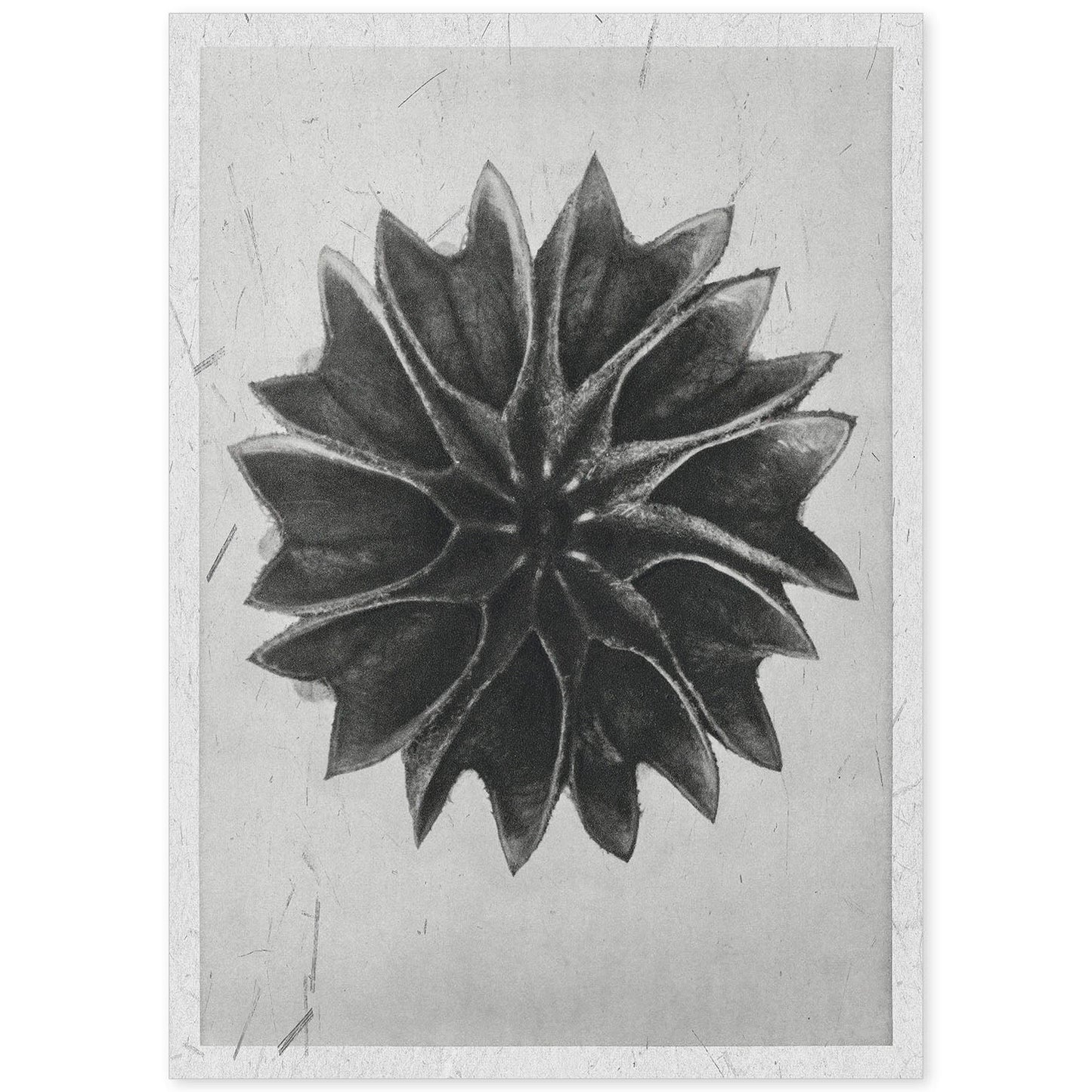 Lámina Planta blanco y negro 47. Pósters con ilustraciones de flores y plantas en tonos grises.-Artwork-Nacnic-A4-Sin marco-Nacnic Estudio SL