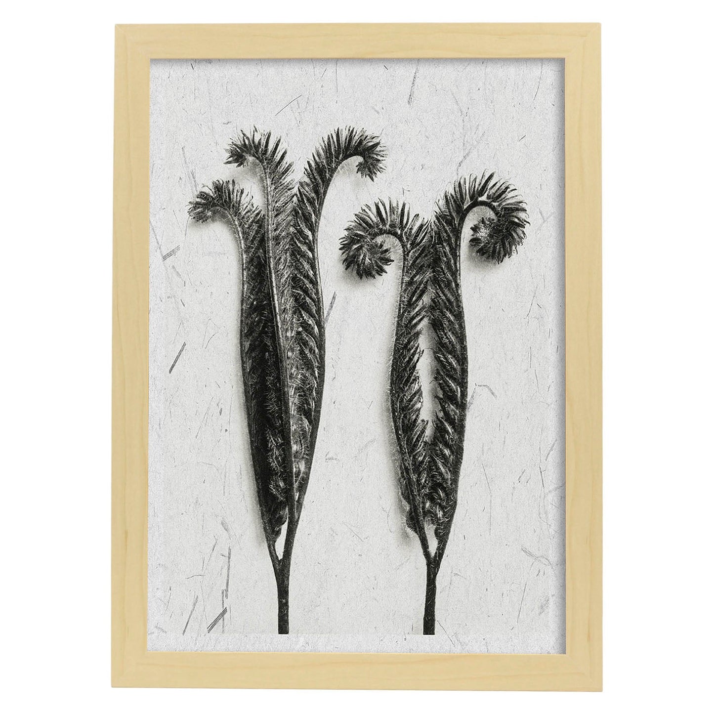 Lámina Planta blanco y negro 48. Pósters con ilustraciones de flores y plantas en tonos grises.-Artwork-Nacnic-A3-Marco Madera clara-Nacnic Estudio SL