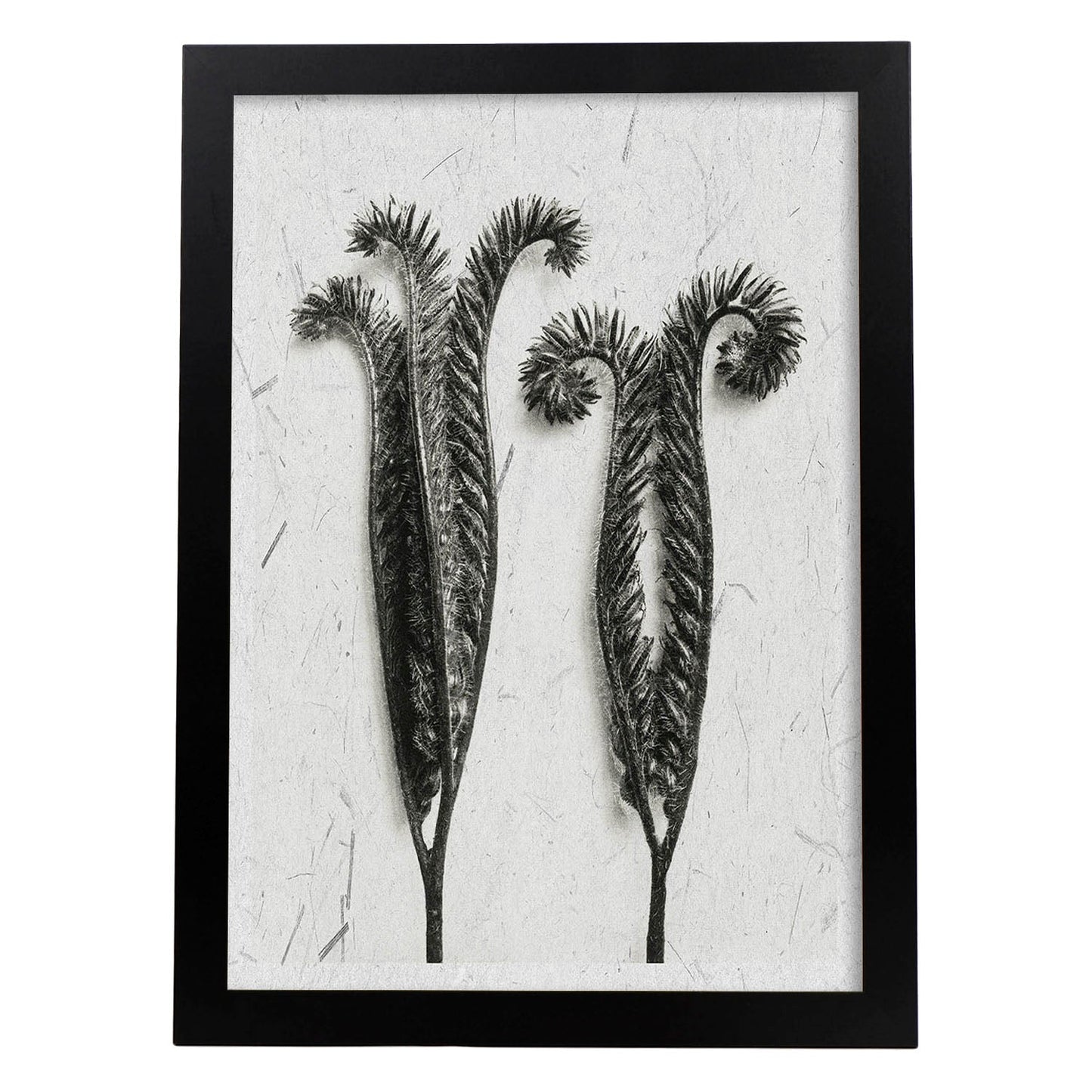 Lámina Planta blanco y negro 48. Pósters con ilustraciones de flores y plantas en tonos grises.-Artwork-Nacnic-A3-Marco Negro-Nacnic Estudio SL