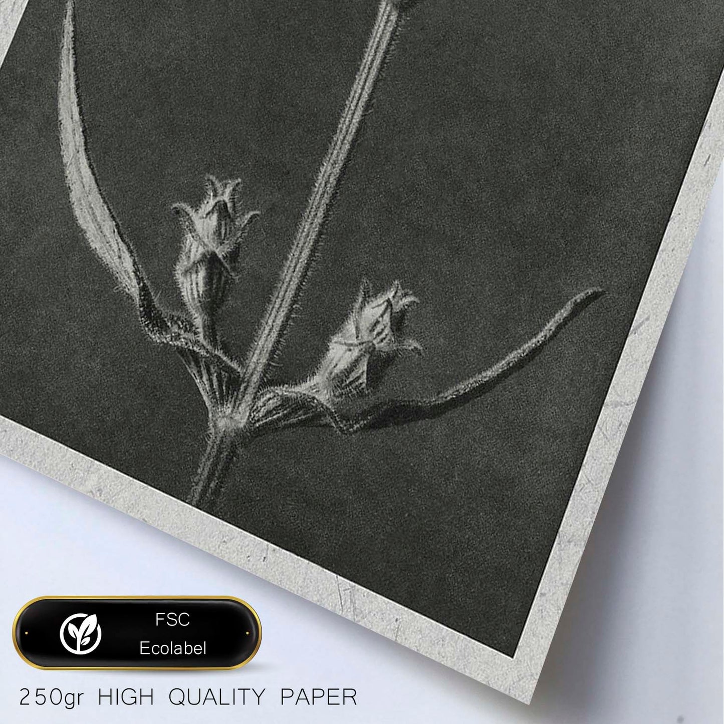 Lámina Planta blanco y negro 49. Pósters con ilustraciones de flores y plantas en tonos grises.-Artwork-Nacnic-Nacnic Estudio SL