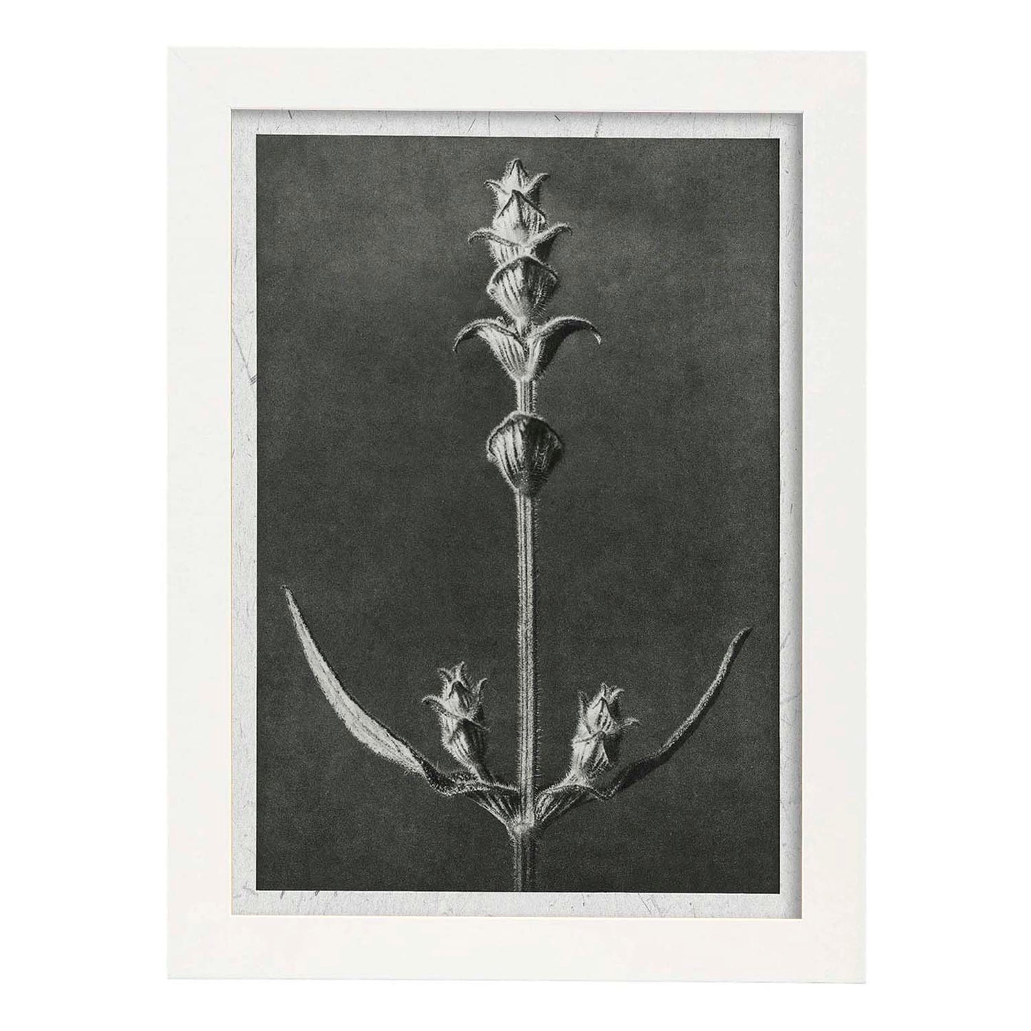 Lámina Planta blanco y negro 49. Pósters con ilustraciones de flores y plantas en tonos grises.-Artwork-Nacnic-A3-Marco Blanco-Nacnic Estudio SL