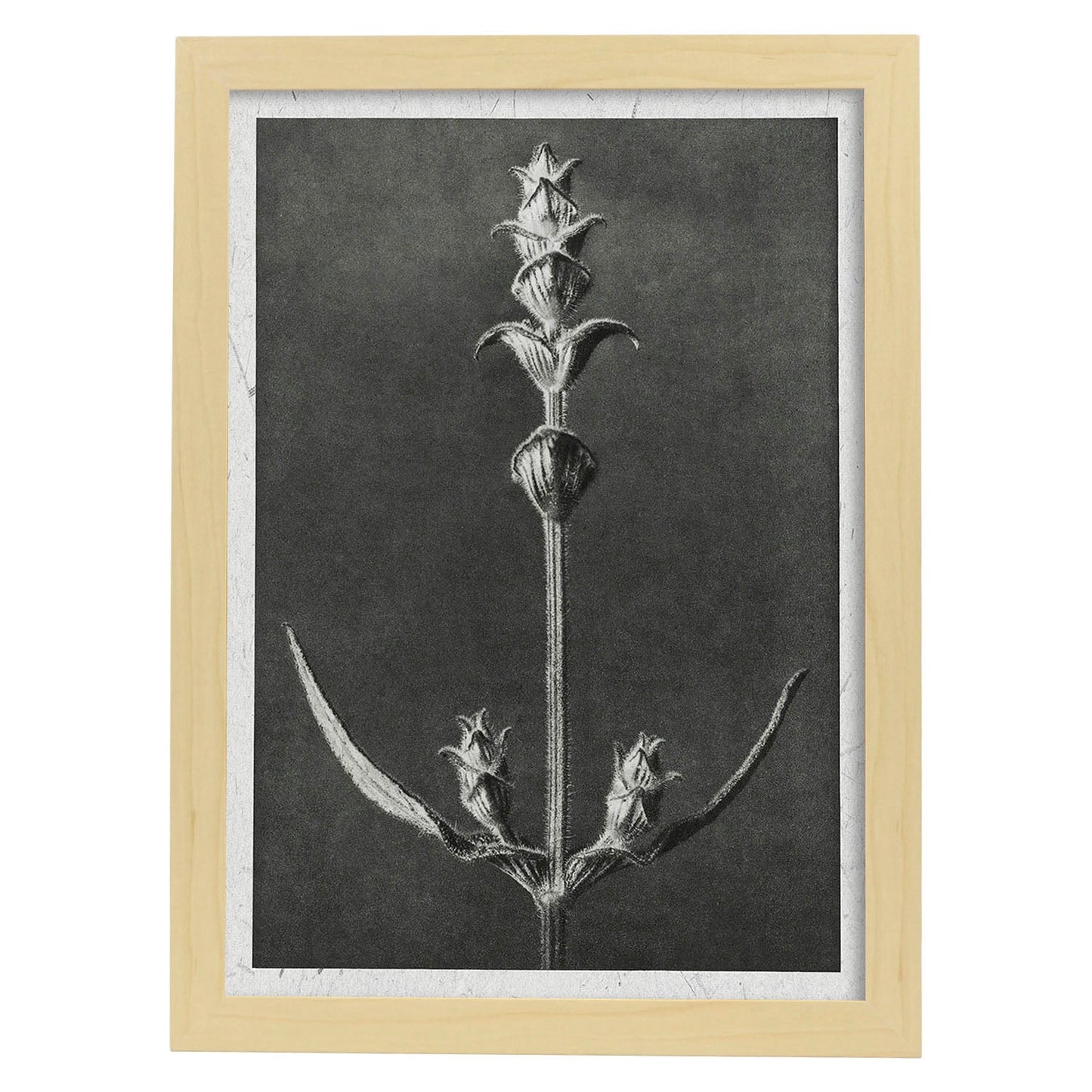 Lámina Planta blanco y negro 49. Pósters con ilustraciones de flores y plantas en tonos grises.-Artwork-Nacnic-A4-Marco Madera clara-Nacnic Estudio SL
