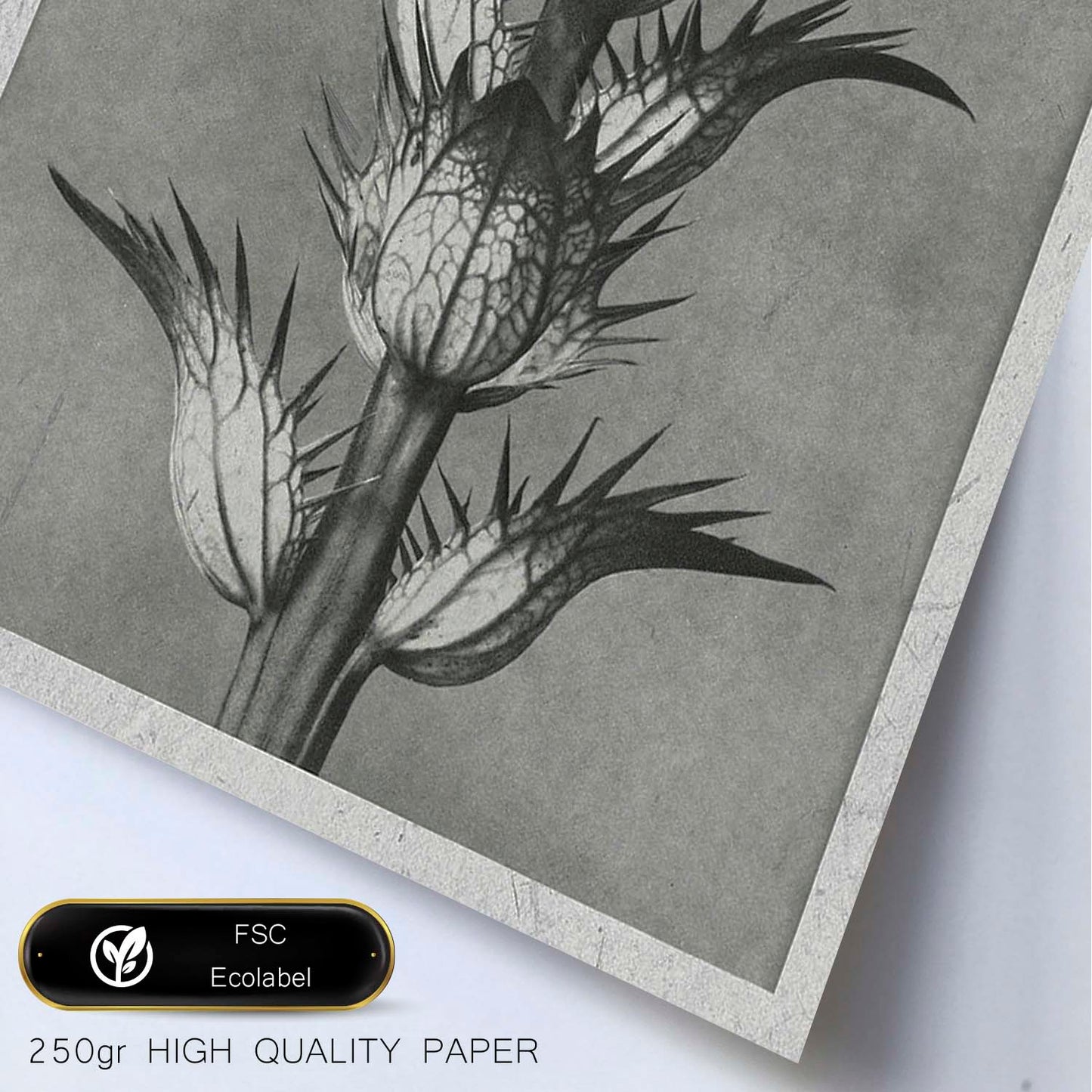 Lámina Planta blanco y negro 50. Pósters con ilustraciones de flores y plantas en tonos grises.-Artwork-Nacnic-Nacnic Estudio SL