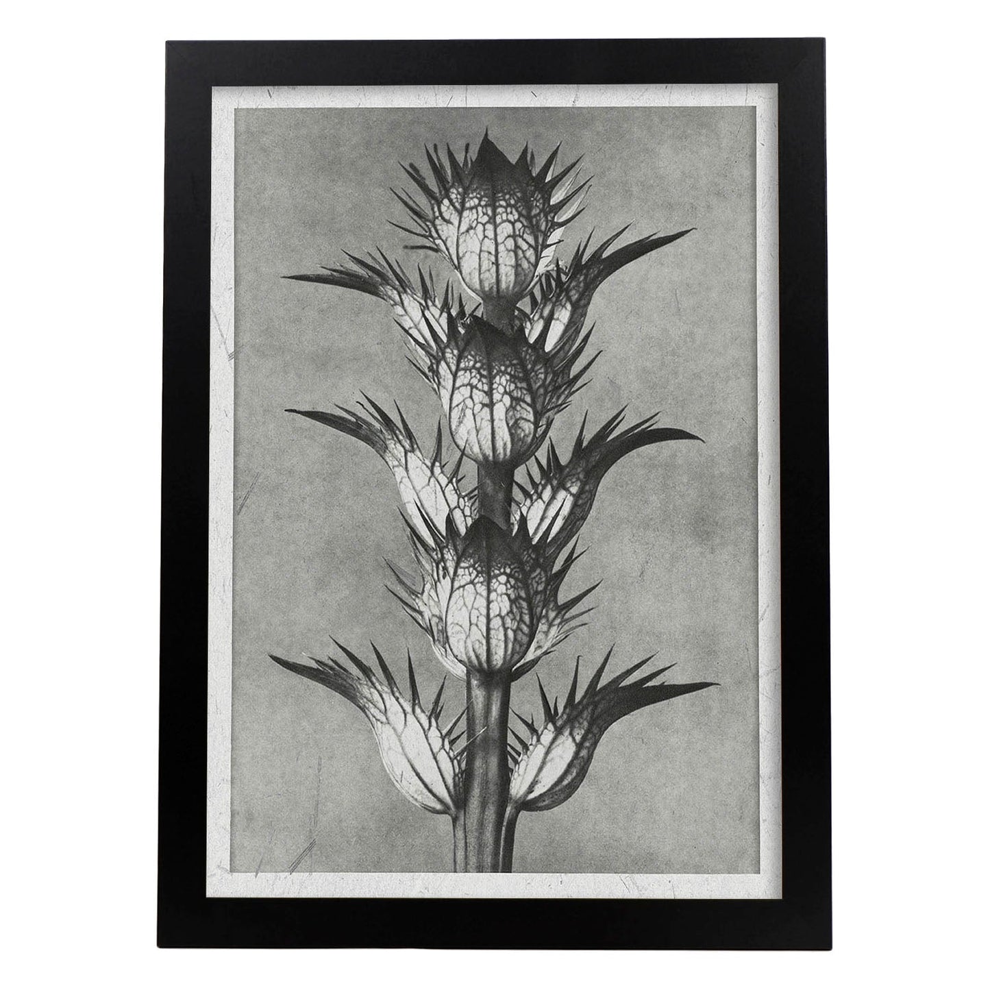 Lámina Planta blanco y negro 50. Pósters con ilustraciones de flores y plantas en tonos grises.-Artwork-Nacnic-A3-Marco Negro-Nacnic Estudio SL