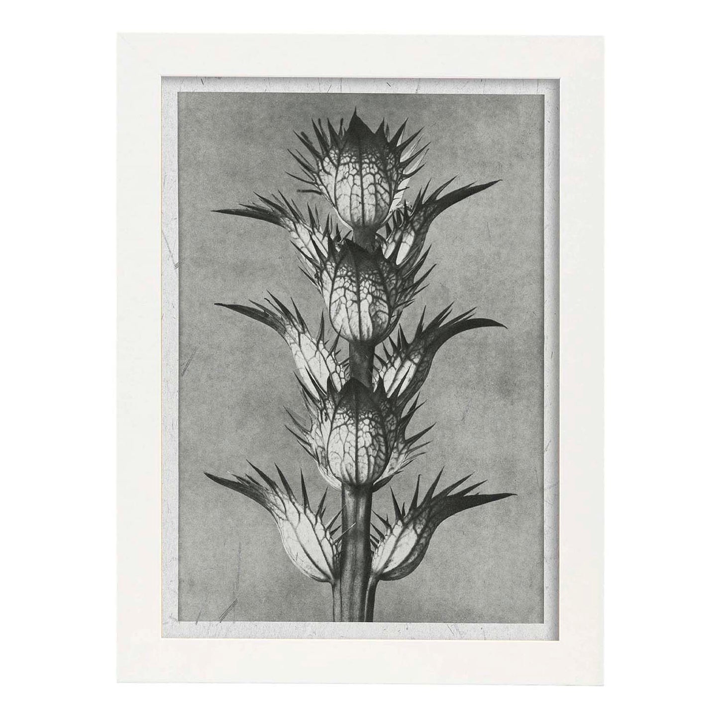 Lámina Planta blanco y negro 50. Pósters con ilustraciones de flores y plantas en tonos grises.-Artwork-Nacnic-A4-Marco Blanco-Nacnic Estudio SL
