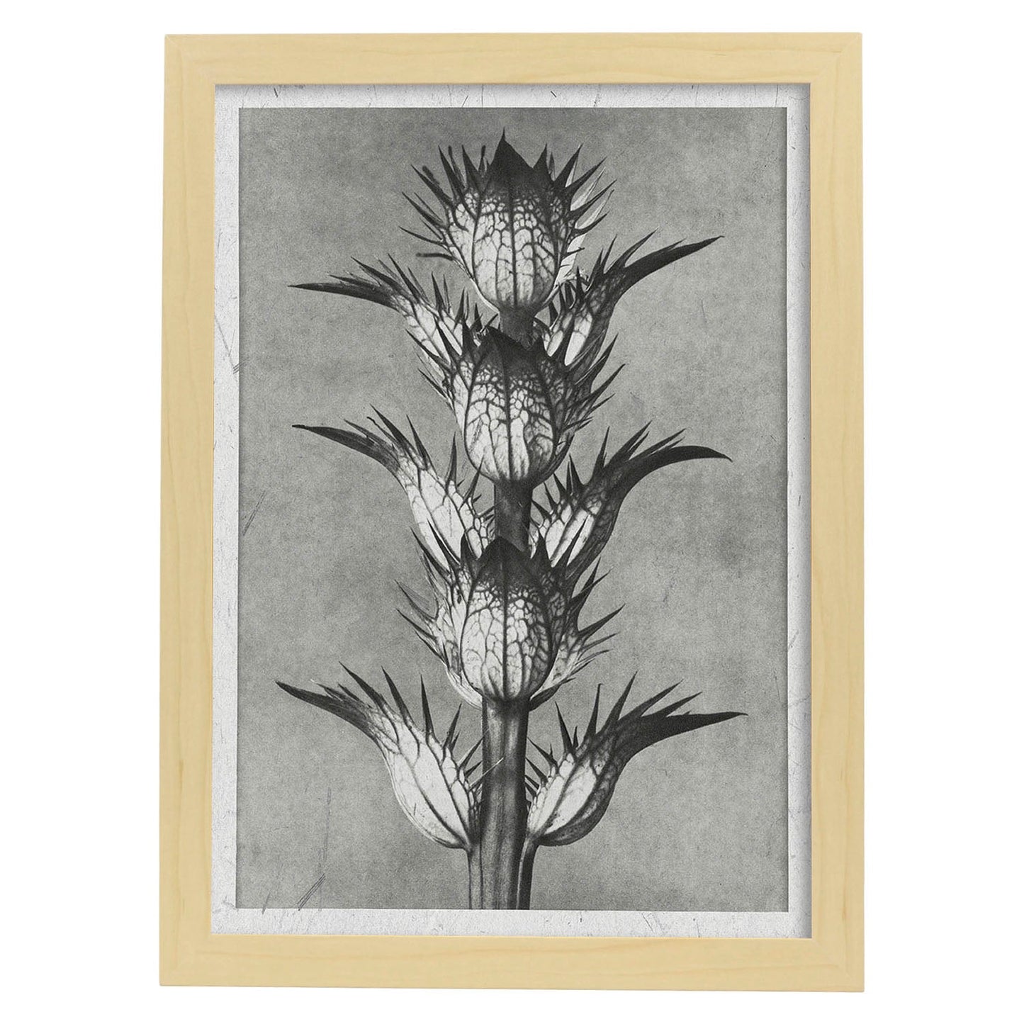 Lámina Planta blanco y negro 50. Pósters con ilustraciones de flores y plantas en tonos grises.-Artwork-Nacnic-A4-Marco Madera clara-Nacnic Estudio SL