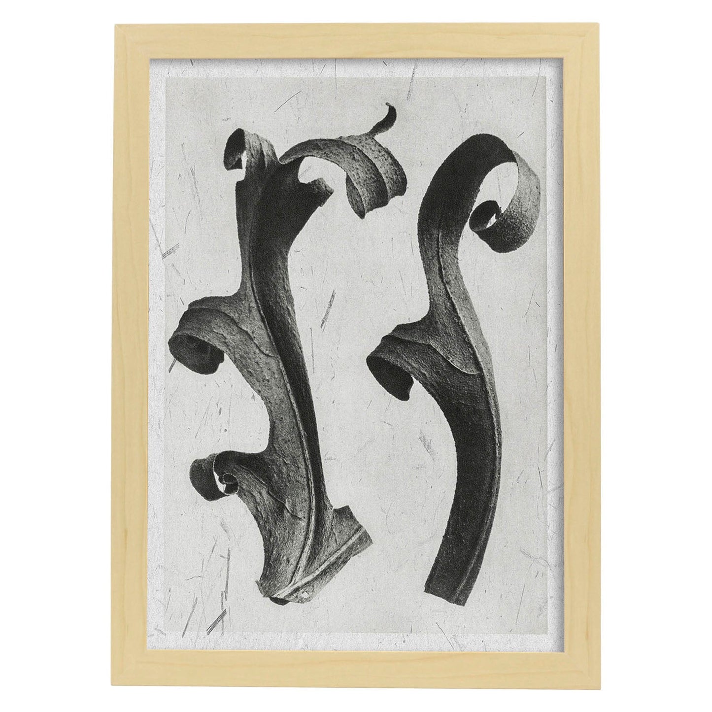 Lámina Planta blanco y negro 51. Pósters con ilustraciones de flores y plantas en tonos grises.-Artwork-Nacnic-A3-Marco Madera clara-Nacnic Estudio SL