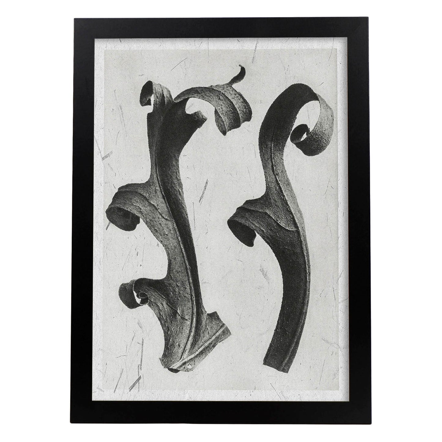 Lámina Planta blanco y negro 51. Pósters con ilustraciones de flores y plantas en tonos grises.-Artwork-Nacnic-A3-Marco Negro-Nacnic Estudio SL