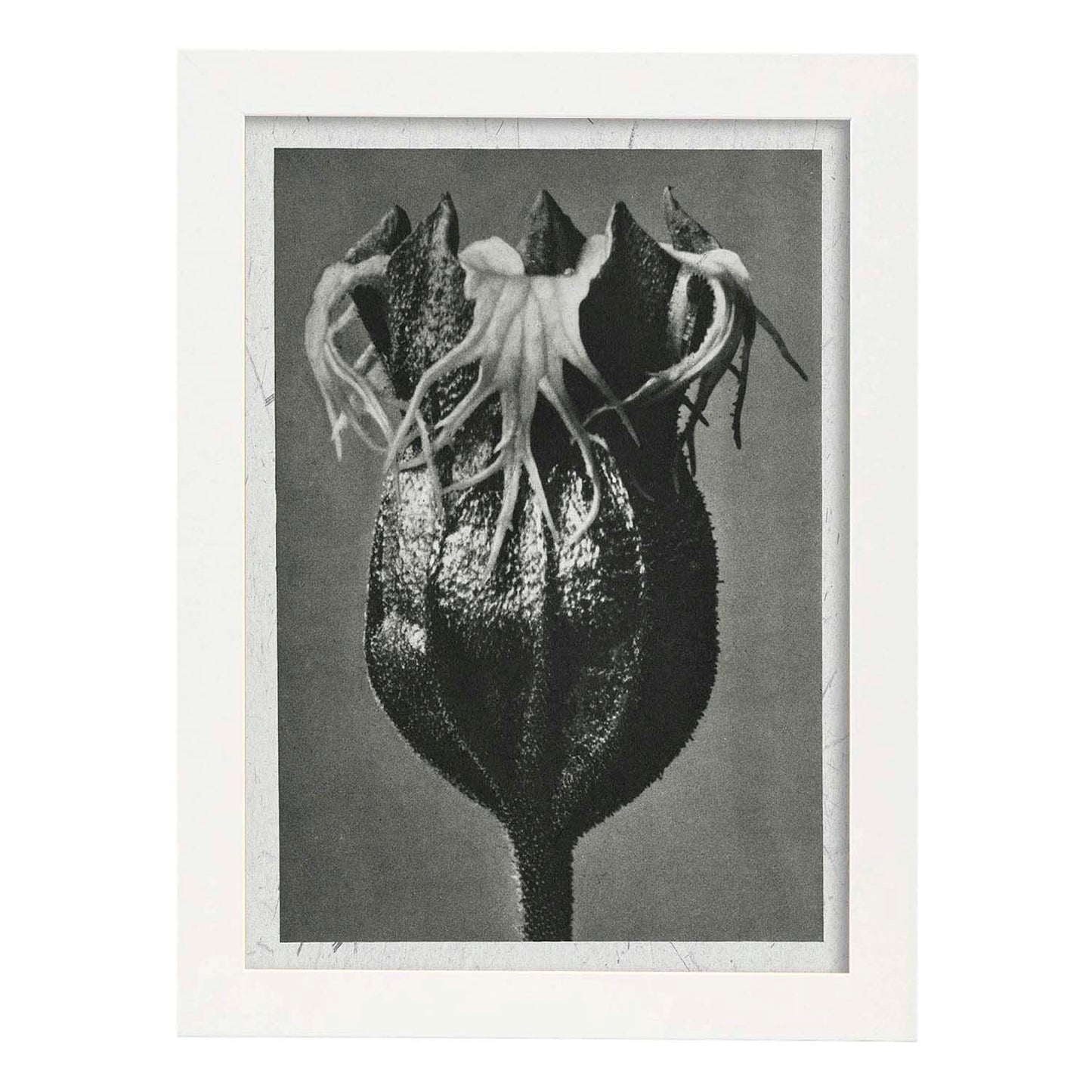 Lámina Planta blanco y negro 53. Pósters con ilustraciones de flores y plantas en tonos grises.-Artwork-Nacnic-A3-Marco Blanco-Nacnic Estudio SL