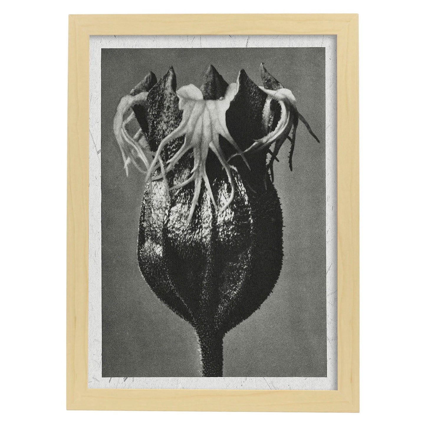Lámina Planta blanco y negro 53. Pósters con ilustraciones de flores y plantas en tonos grises.-Artwork-Nacnic-A3-Marco Madera clara-Nacnic Estudio SL