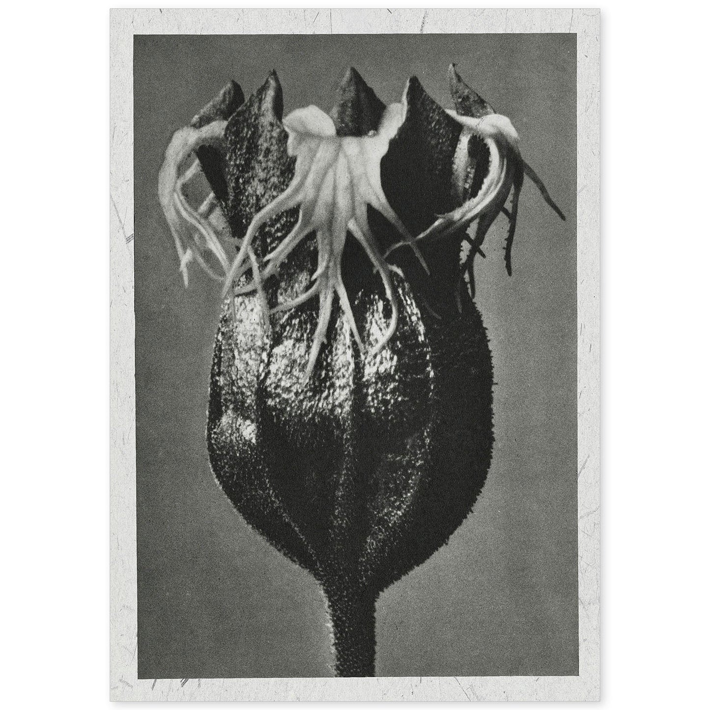 Lámina Planta blanco y negro 53. Pósters con ilustraciones de flores y plantas en tonos grises.-Artwork-Nacnic-A4-Sin marco-Nacnic Estudio SL
