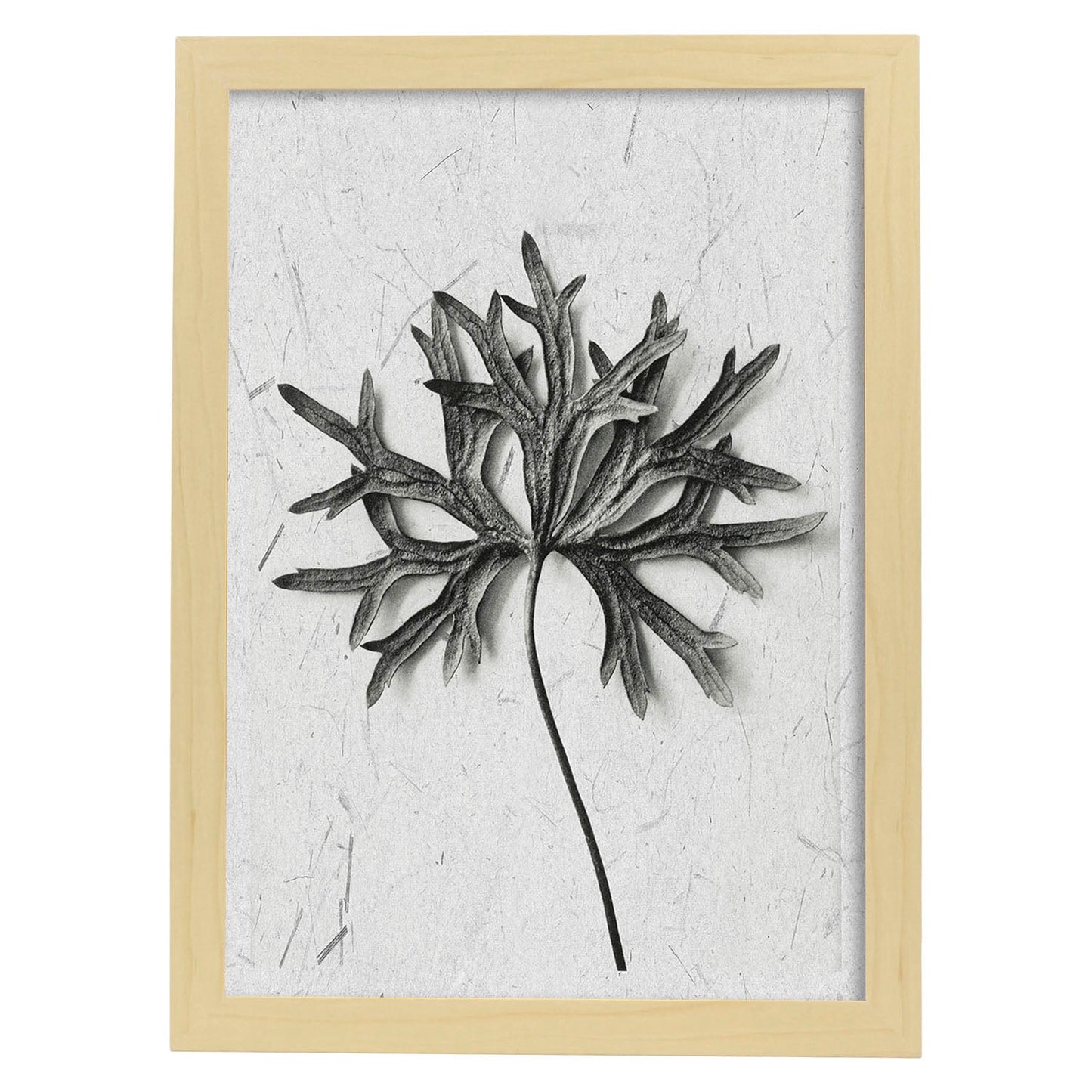 Lámina Planta blanco y negro 54. Pósters con ilustraciones de flores y plantas en tonos grises.-Artwork-Nacnic-A4-Marco Madera clara-Nacnic Estudio SL