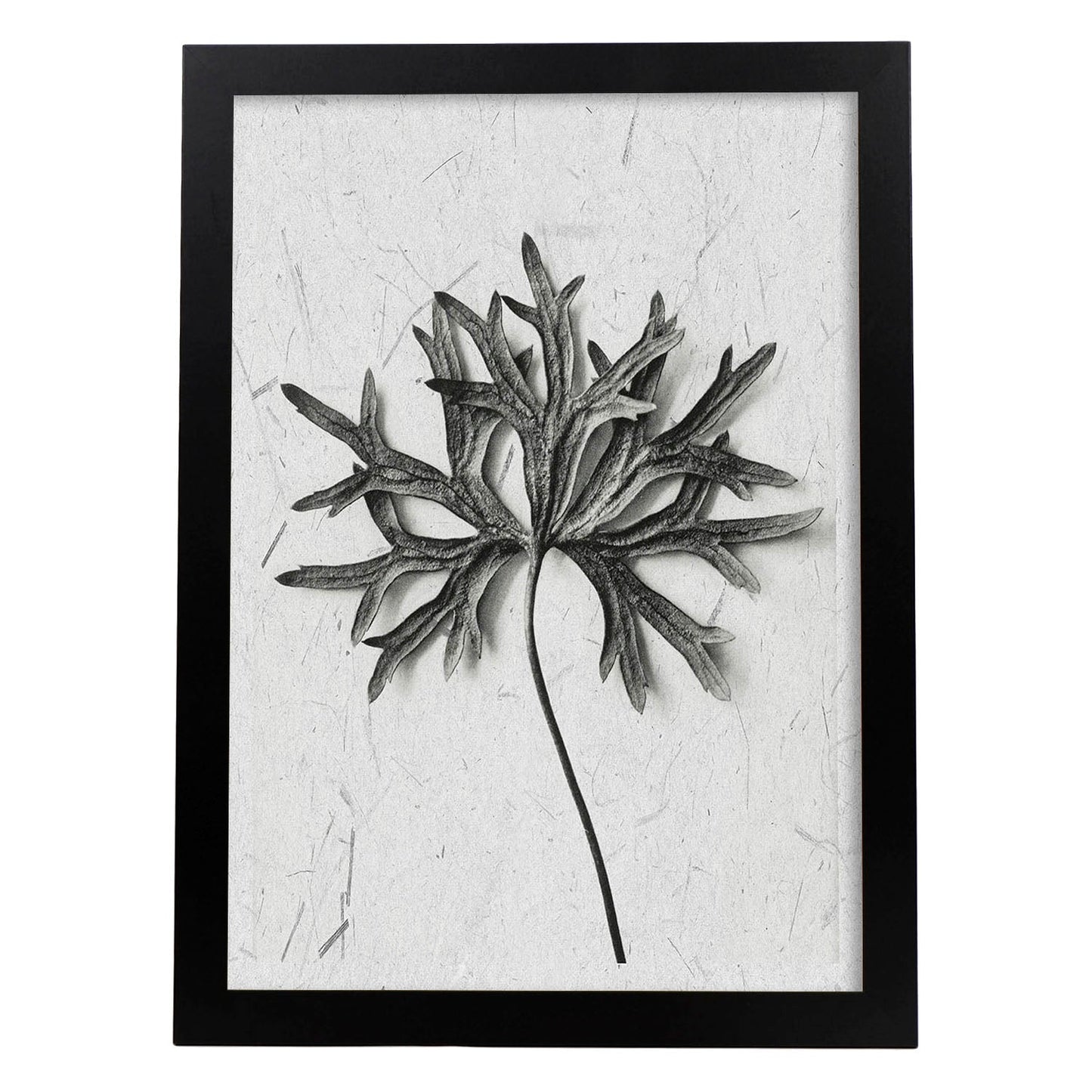 Lámina Planta blanco y negro 54. Pósters con ilustraciones de flores y plantas en tonos grises.-Artwork-Nacnic-A4-Marco Negro-Nacnic Estudio SL