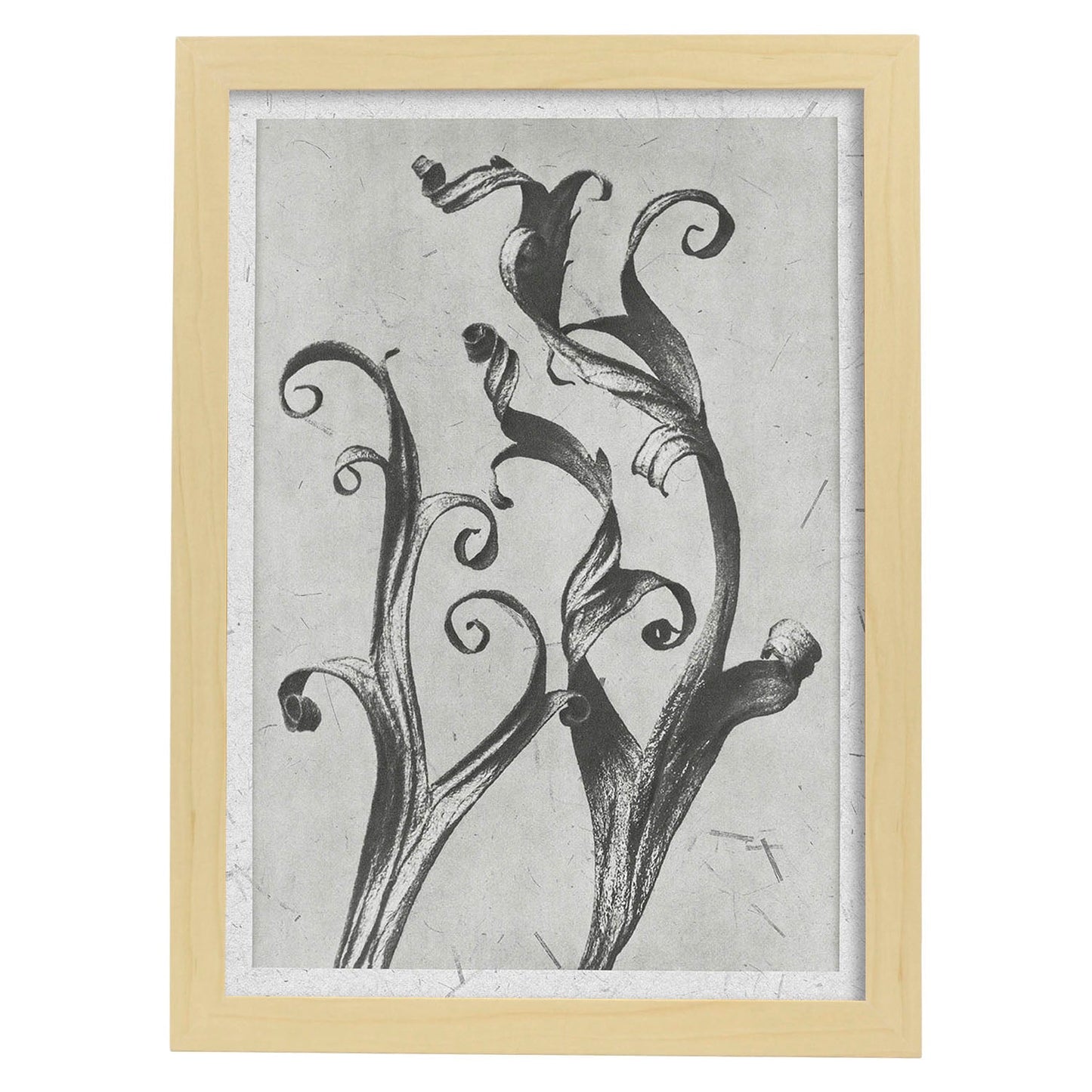 Lámina Planta blanco y negro 56. Pósters con ilustraciones de flores y plantas en tonos grises.-Artwork-Nacnic-A3-Marco Madera clara-Nacnic Estudio SL