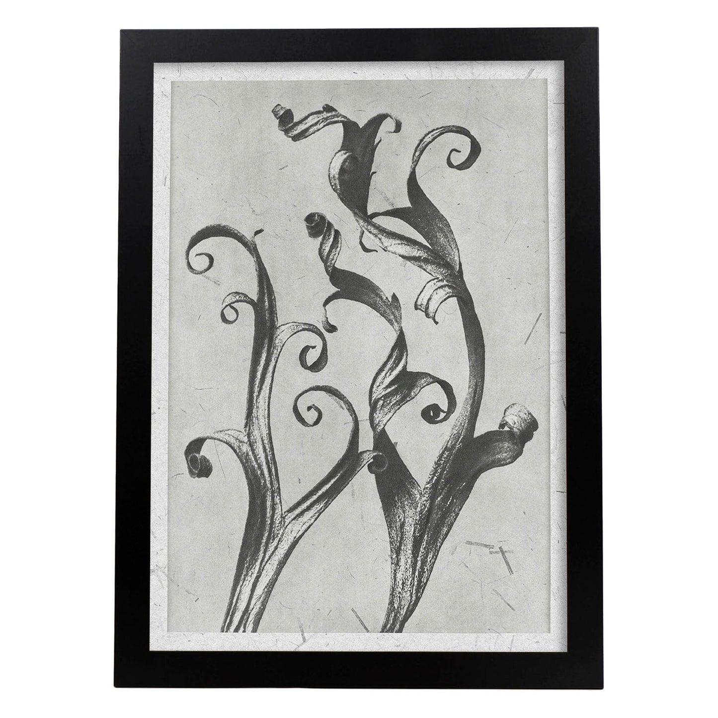 Lámina Planta blanco y negro 56. Pósters con ilustraciones de flores y plantas en tonos grises.-Artwork-Nacnic-A4-Marco Negro-Nacnic Estudio SL