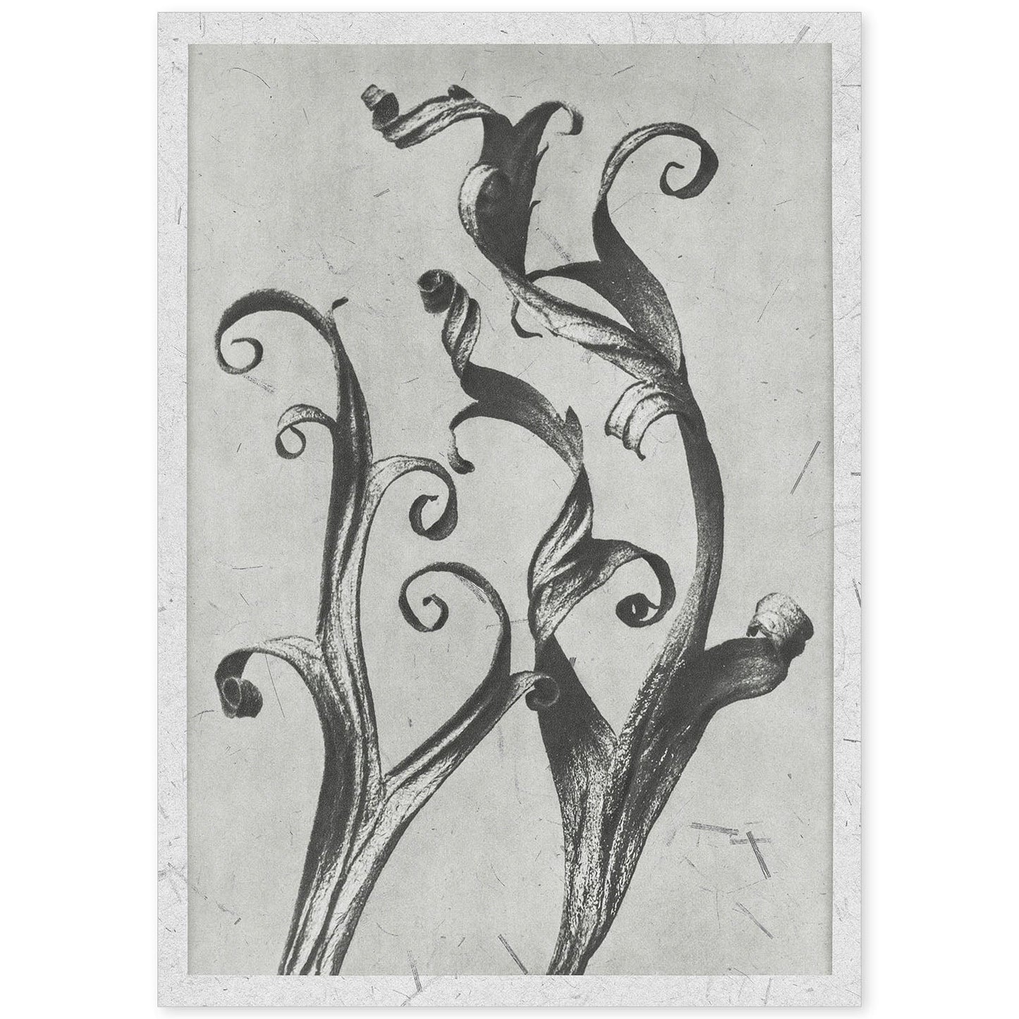 Lámina Planta blanco y negro 56. Pósters con ilustraciones de flores y plantas en tonos grises.-Artwork-Nacnic-A4-Sin marco-Nacnic Estudio SL