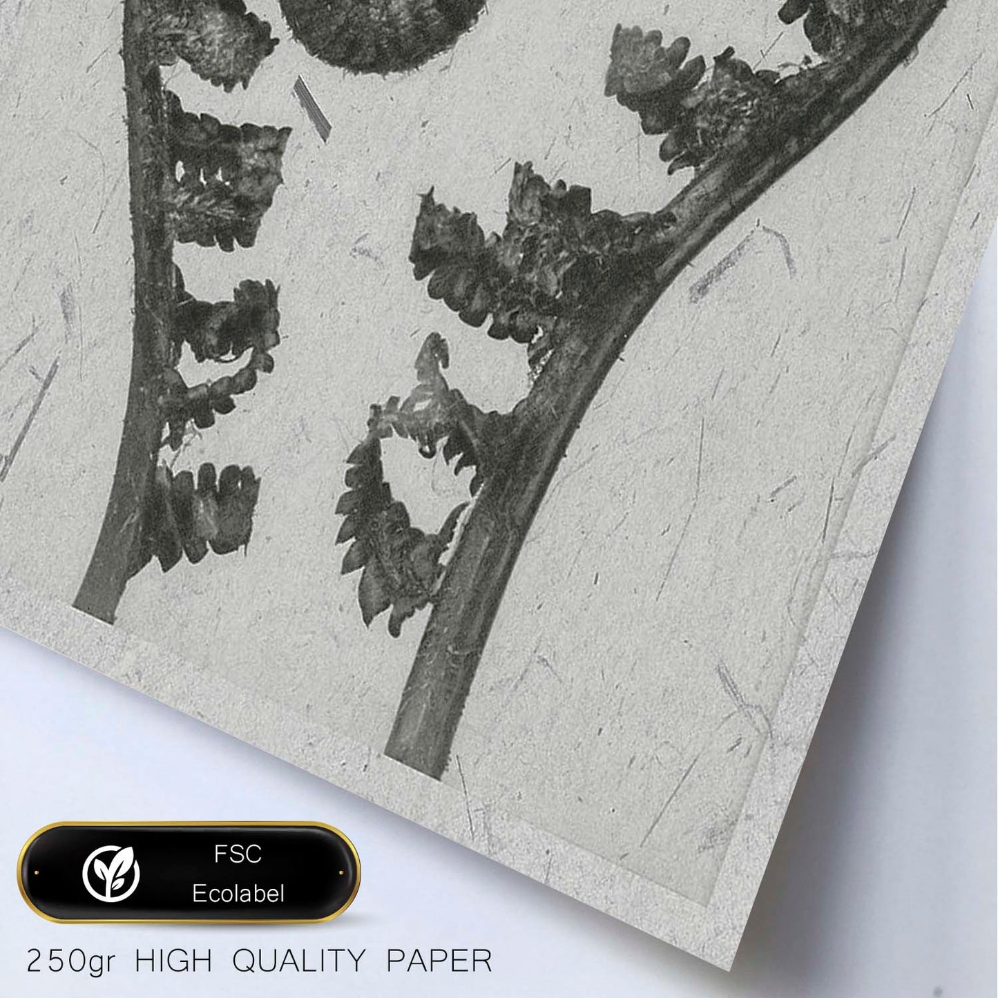 Lámina Planta blanco y negro 57. Pósters con ilustraciones de flores y plantas en tonos grises.-Artwork-Nacnic-Nacnic Estudio SL